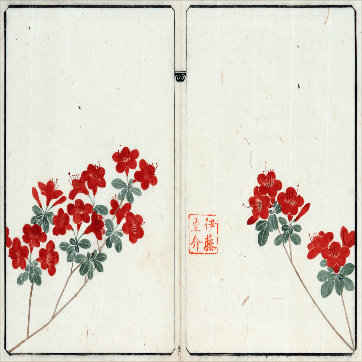 218．本草学から植物学へ 伊藤圭介のツツジ5 キリシマツツジ｜sasayan