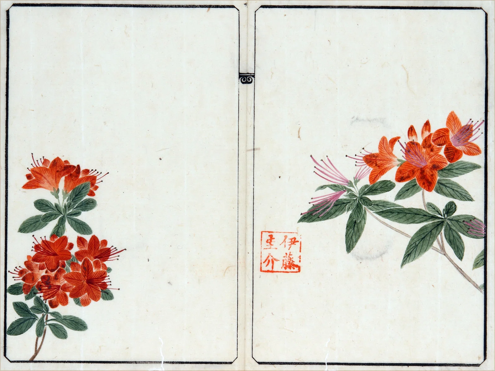 作者不詳/初夏花図/ツツジ/掛軸/名家伝来/K-357　J 218．本草学から植物学へ 伊藤圭介のツツジ5 キリシマツツジ｜sasayan