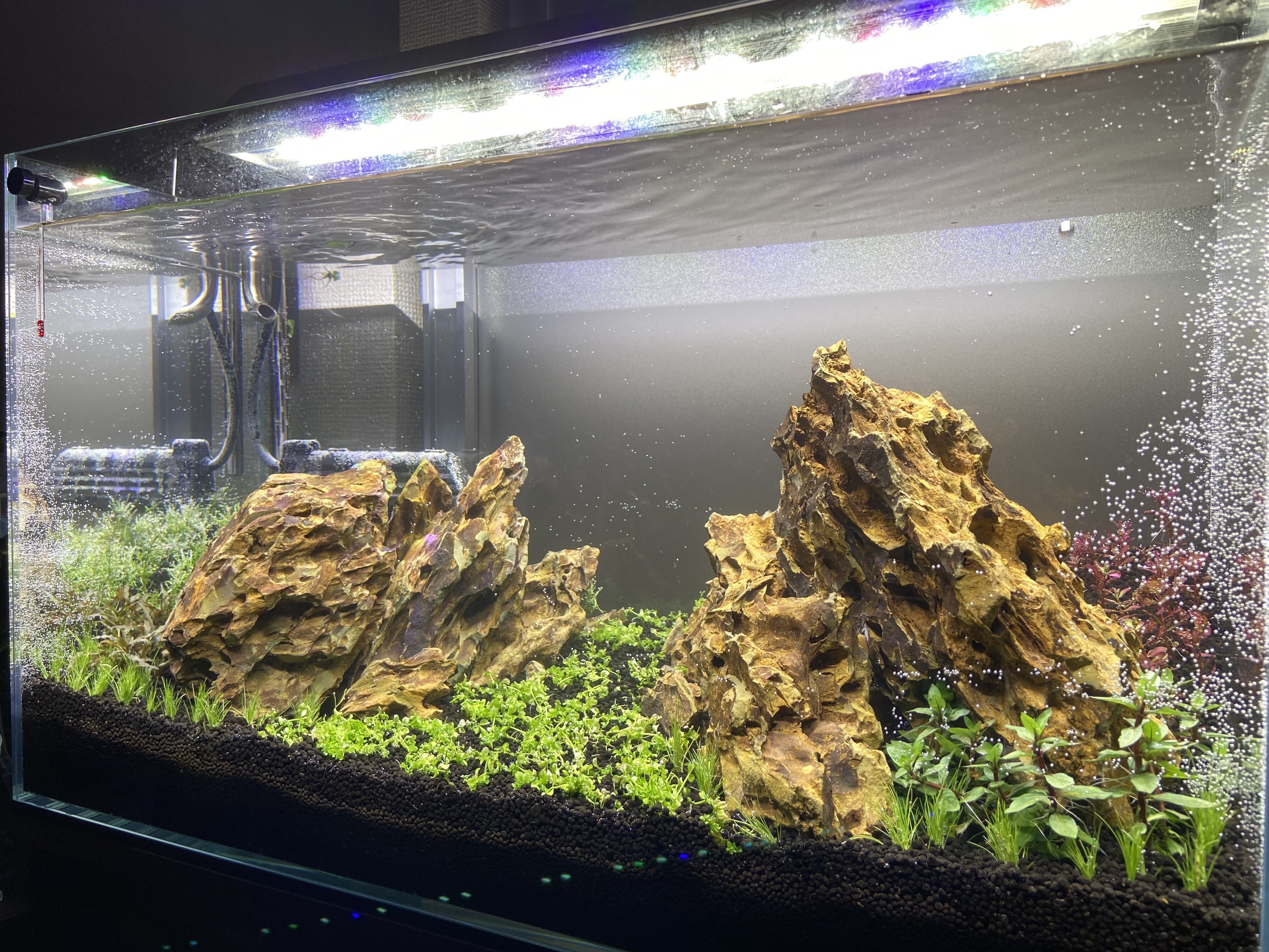 レア！ ADAミスト水槽 60×45×45 MIZUKUSA MIST WALL 600 | PRODUCTS | DOOA