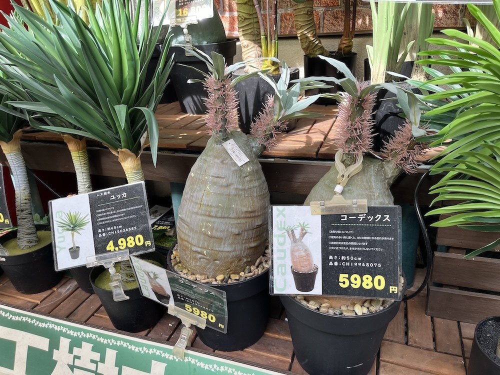 沖縄の植物たち-あらためて感じる魅力｜塊根オタクの妻