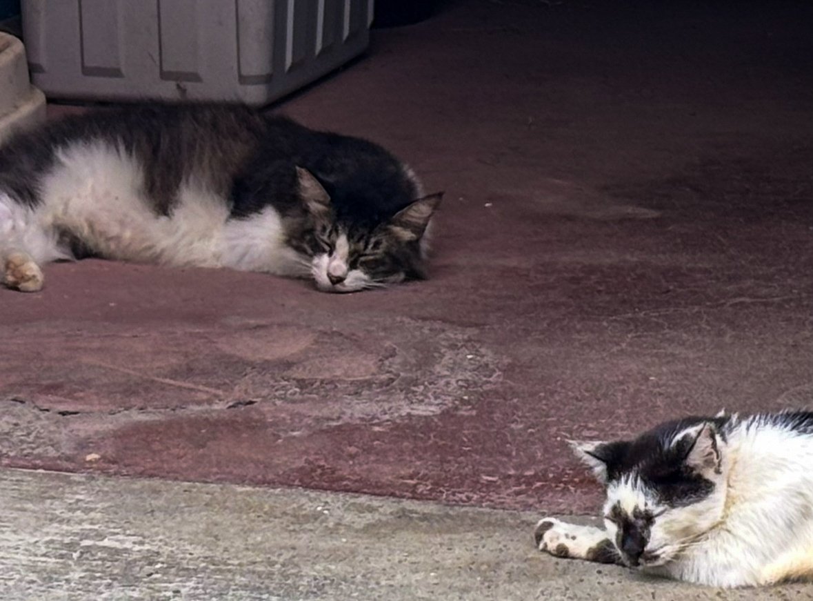 ランニング中に出会った猫たちの写真｜Sampo（山帆）