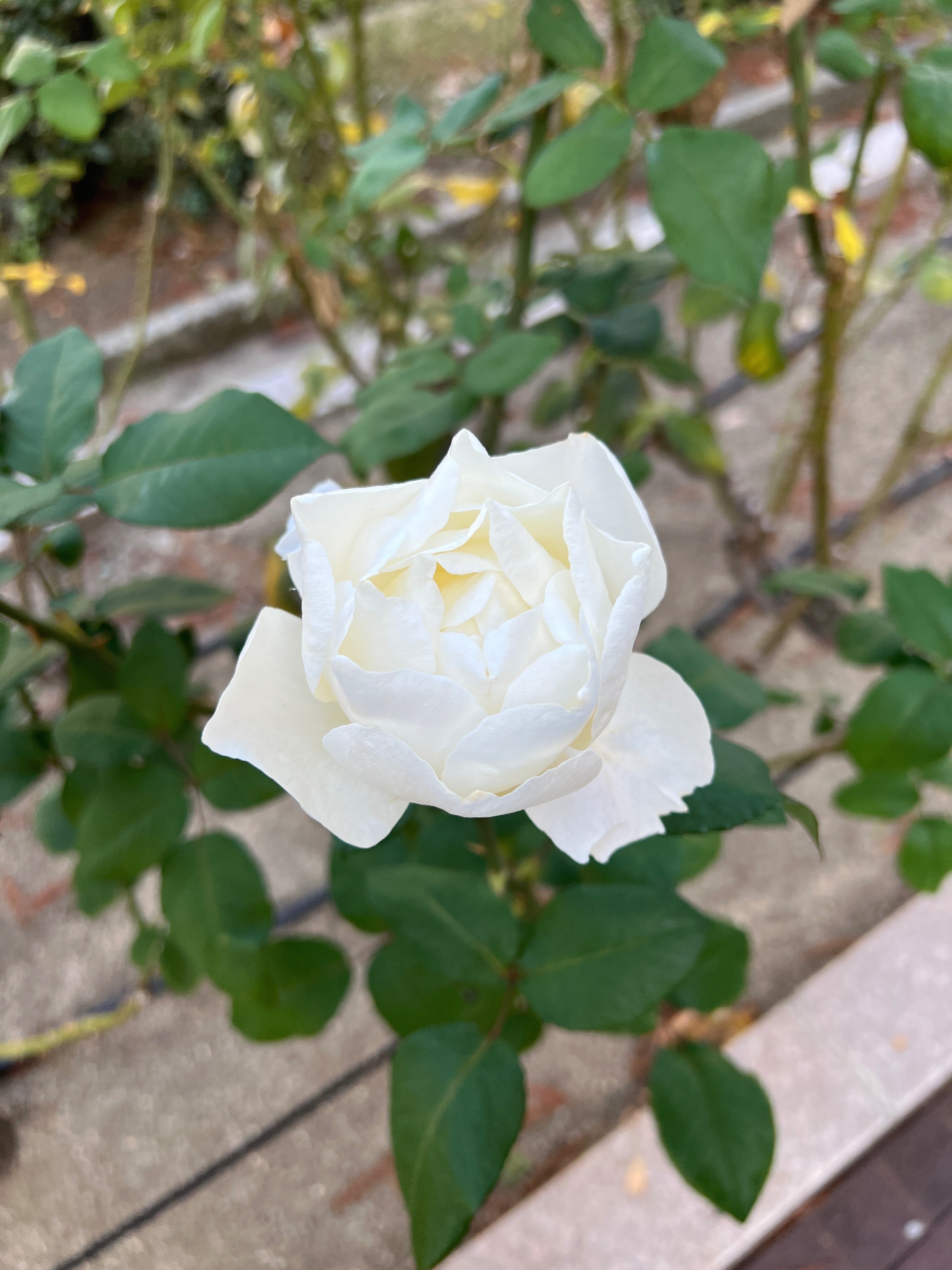 🇺🇸ホワイト・クイーン・エリザベス（White Queen Elizabeth