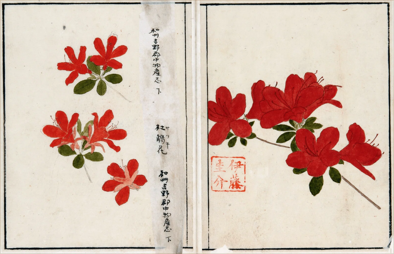 217．本草学から植物学へ 伊藤圭介のツツジ4｜sasayan