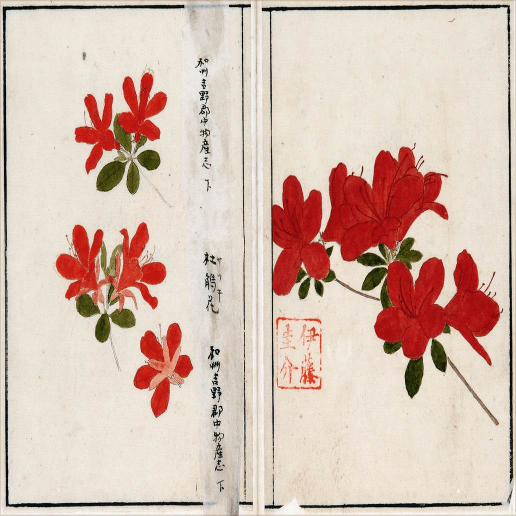 217．本草学から植物学へ 伊藤圭介のツツジ4｜sasayan