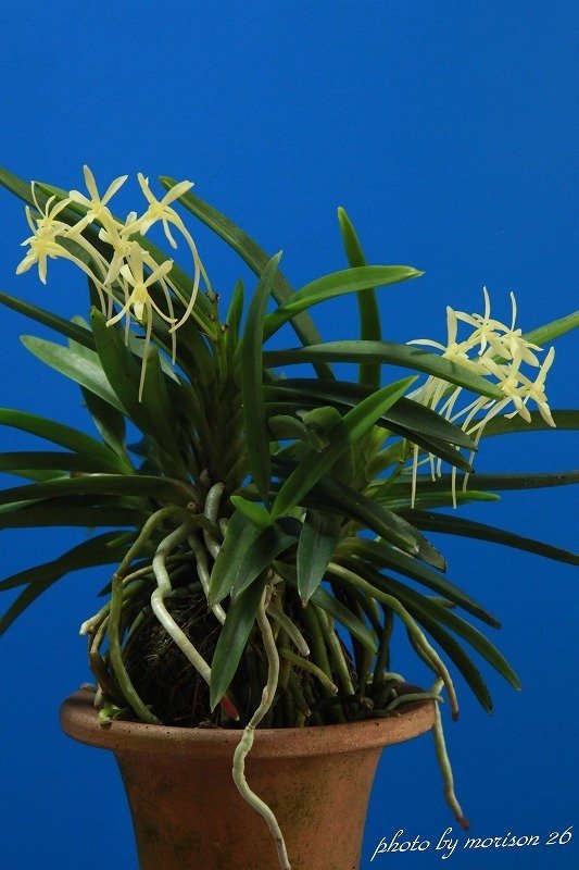 富貴蘭　黄昏(黄金葉＆黄根＆黄花) 富貴蘭「黄花Ⅳ」の花(過去の画像倉庫から)｜KJ Morison