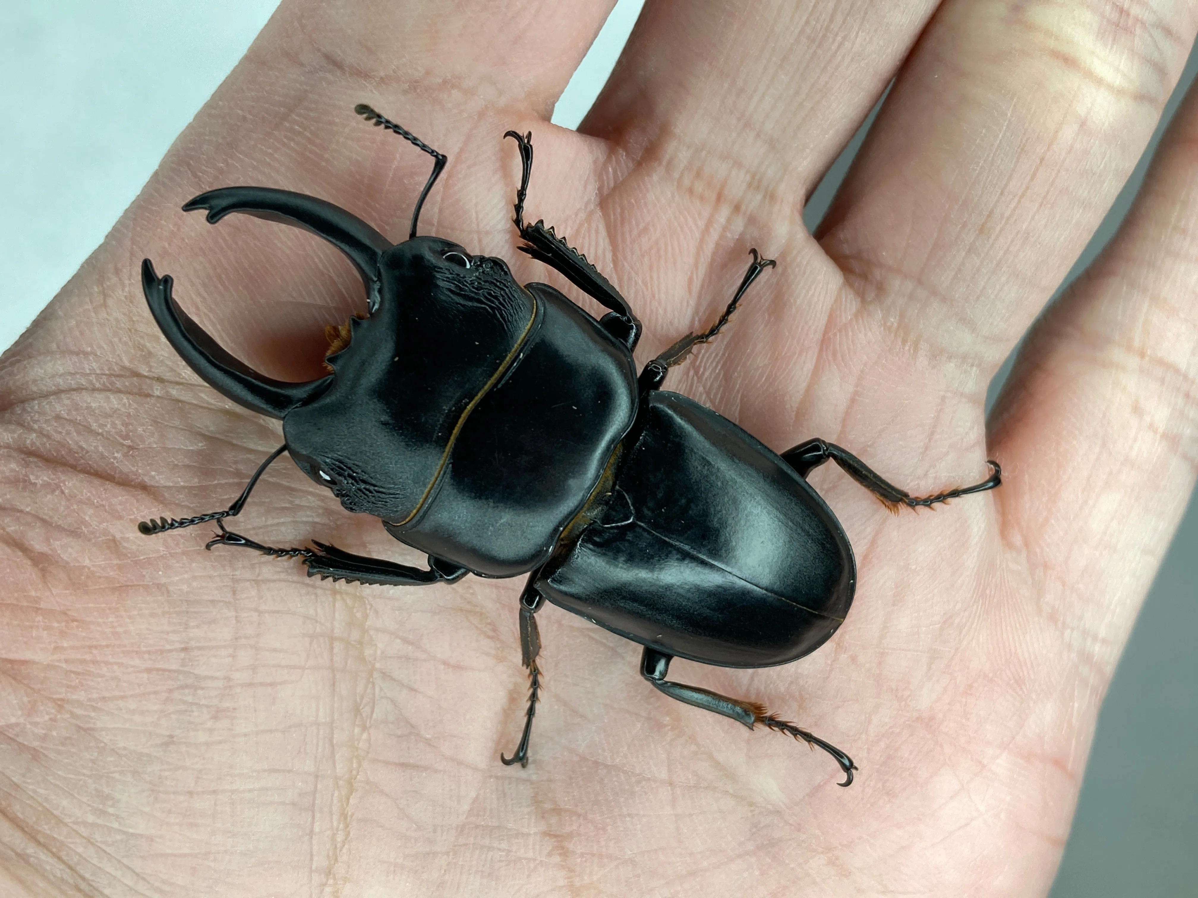 クワガタ福袋 クワガタ福袋 2026年｜ヤヴカラヴォー