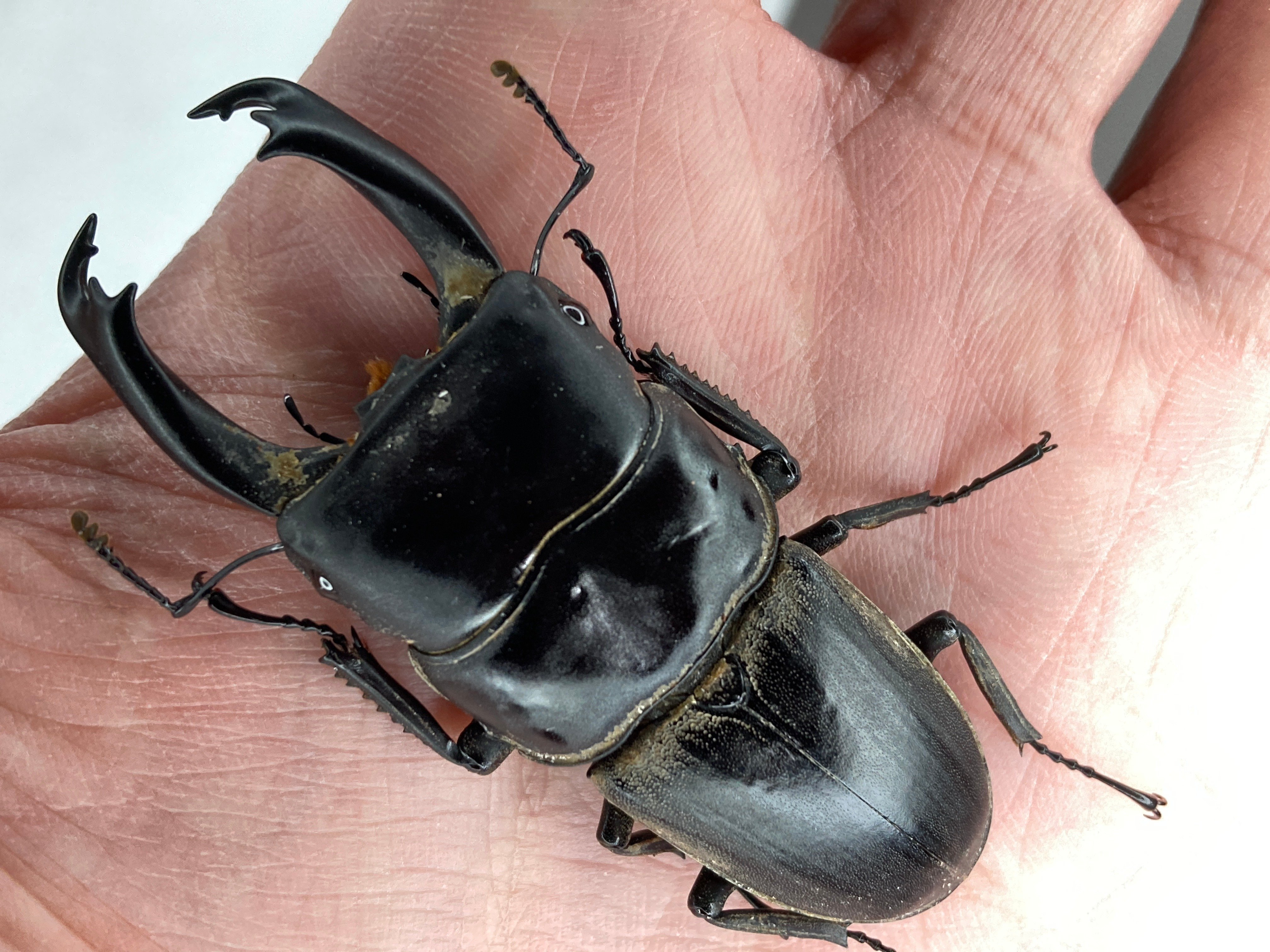 クワガタ福袋 2026年｜ヤヴカラヴォー