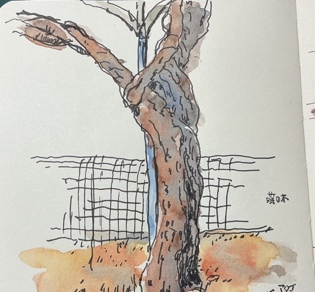 絵を描く手帳に2点描いた｜水彩スケッチ帖