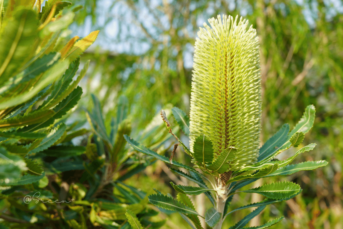 保全版】バンクシア品種一覧 東部原産ver.｜G⁺