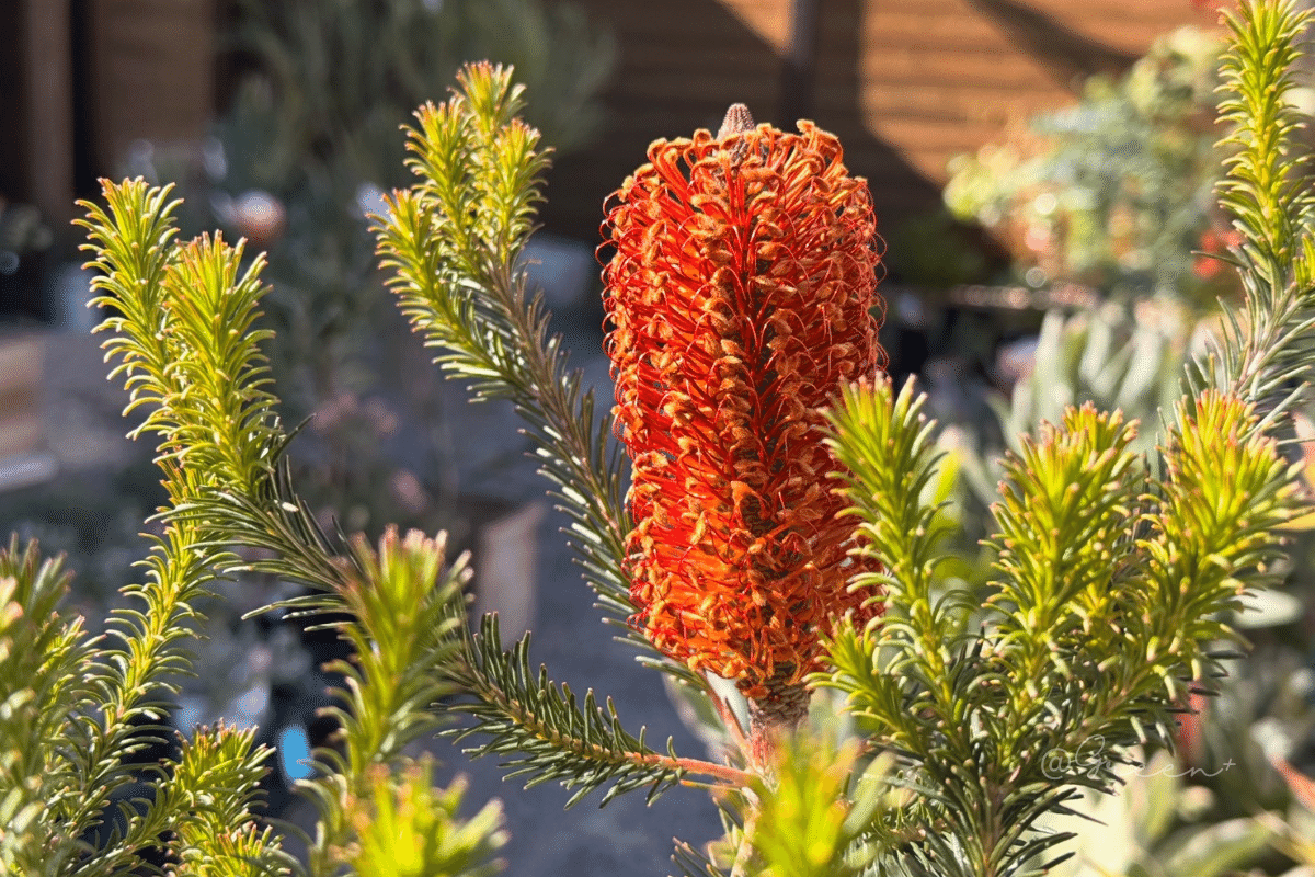 保全版】バンクシア品種一覧 東部原産ver.｜G⁺