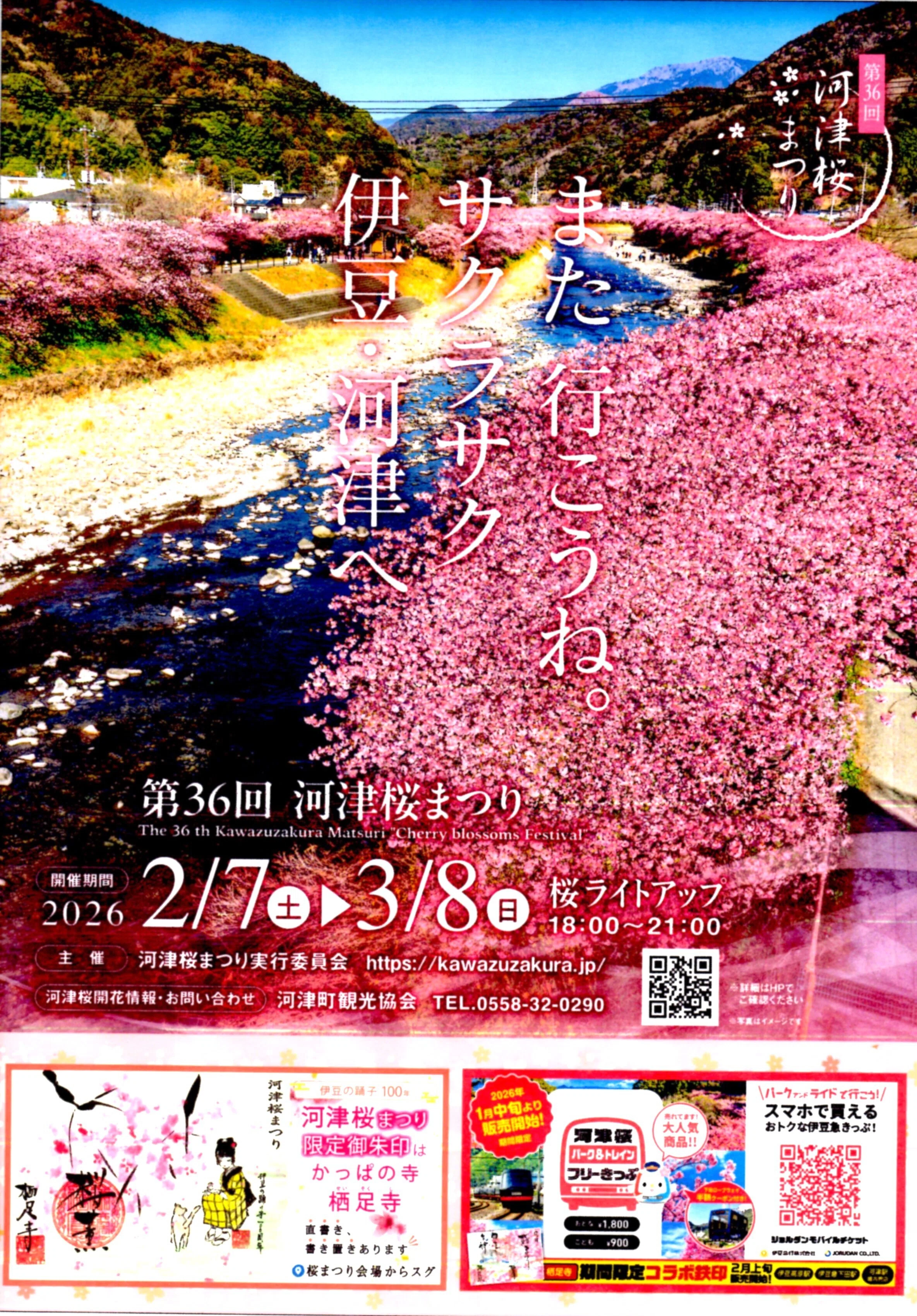 An Early Cherry Blossom Viewing - Kawazu Cherry Blossom Festival