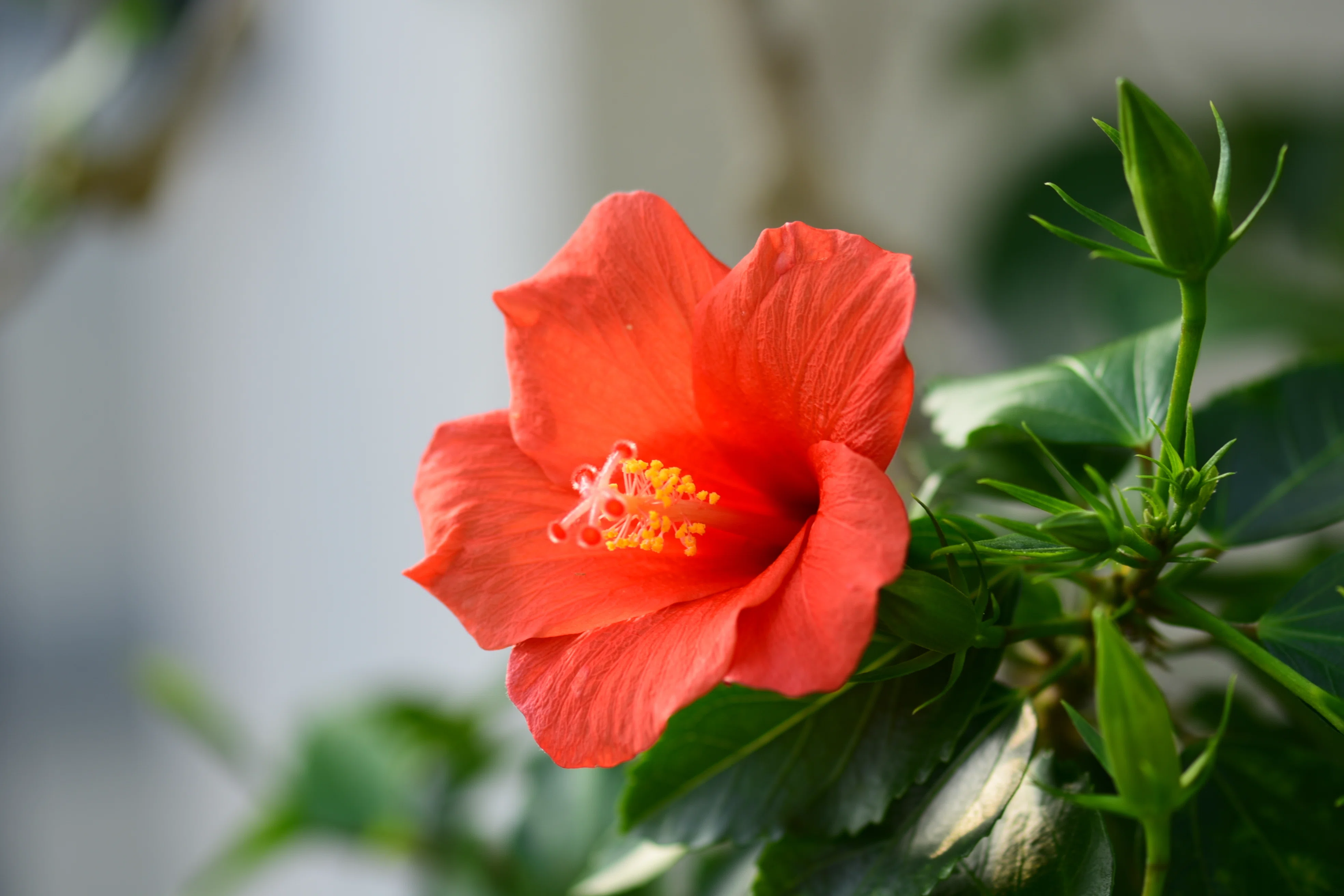 咲くやこの花館」で出会ったハイビスカスの原種系の仲間たち｜福ちゃん
