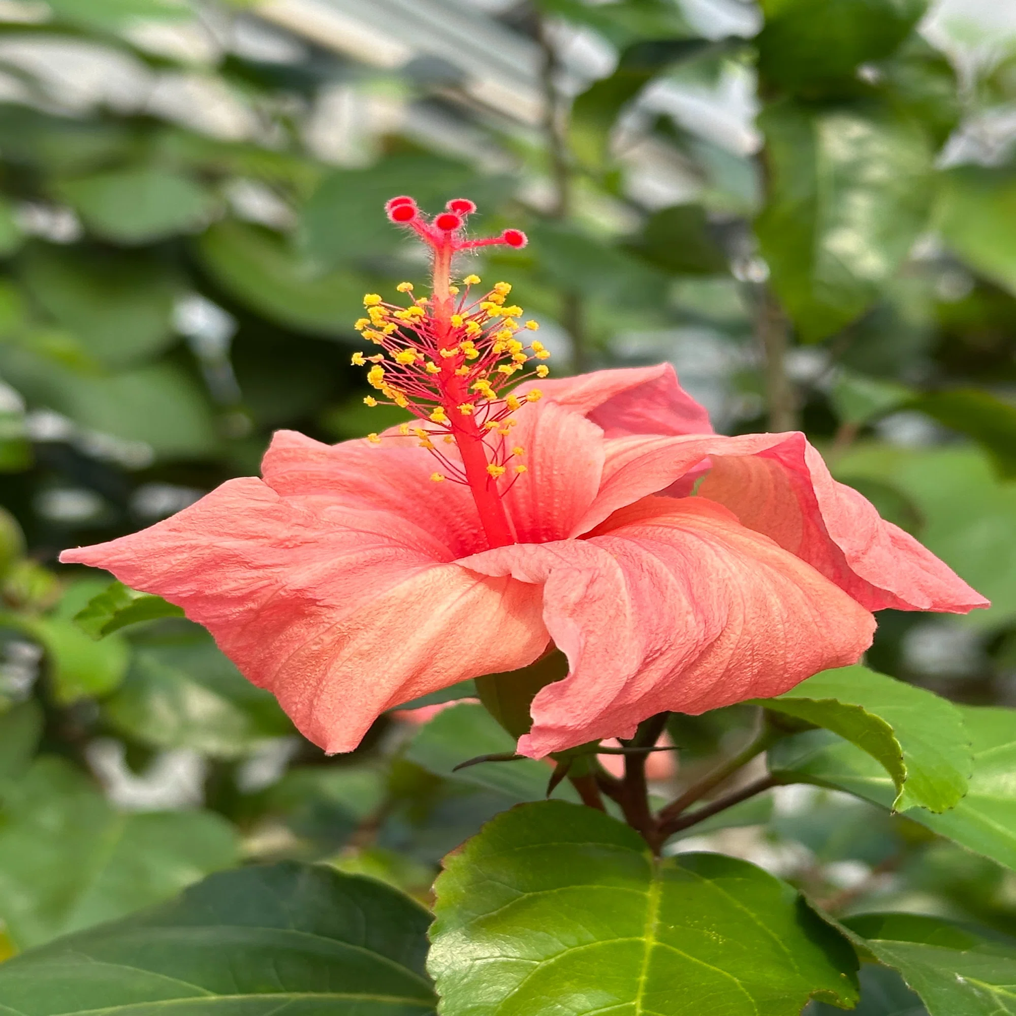 咲くやこの花館」で出会ったハイビスカスの原種系の仲間たち｜福ちゃん