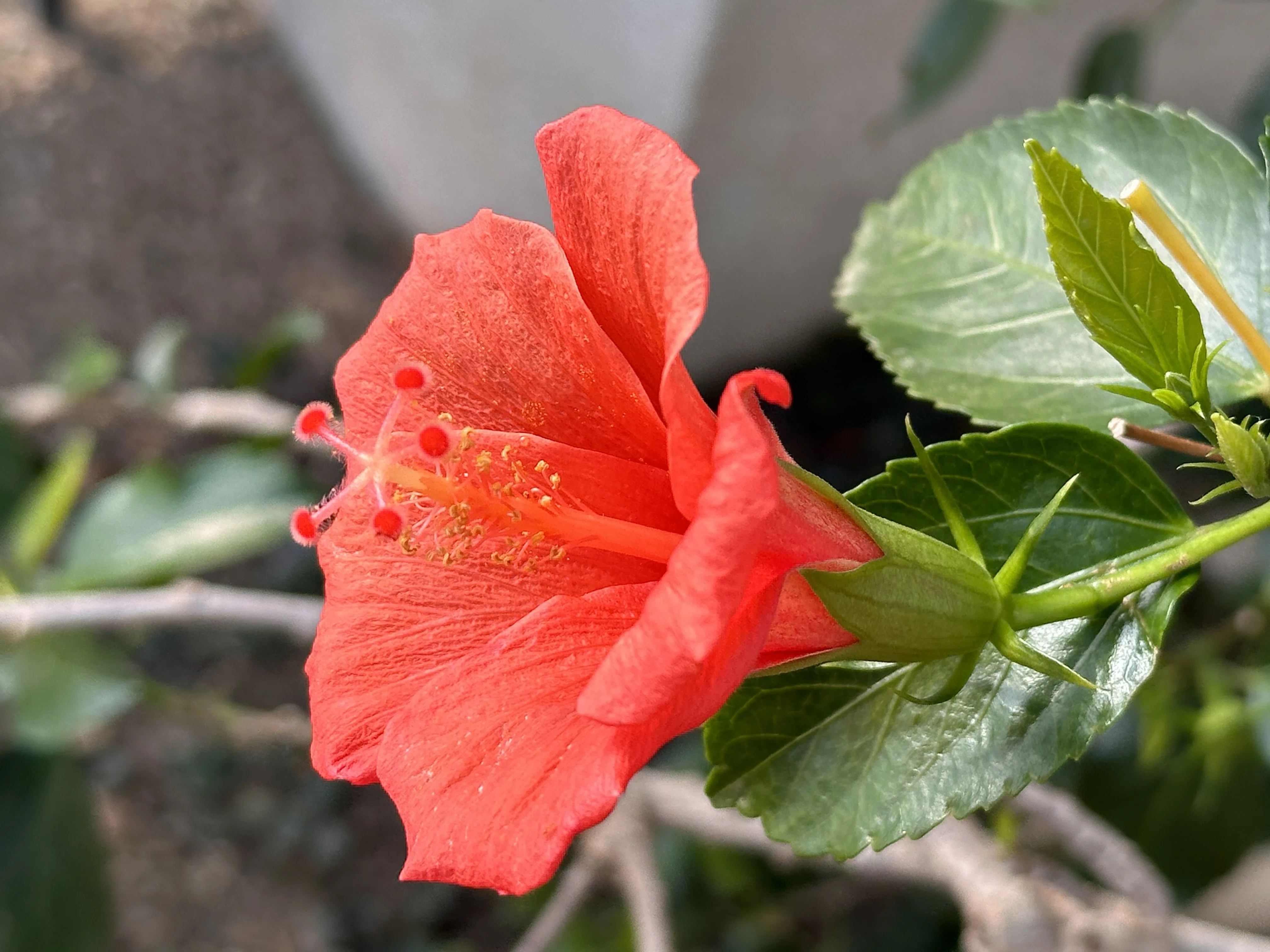 咲くやこの花館」で出会ったハイビスカスの原種系の仲間たち｜福ちゃん