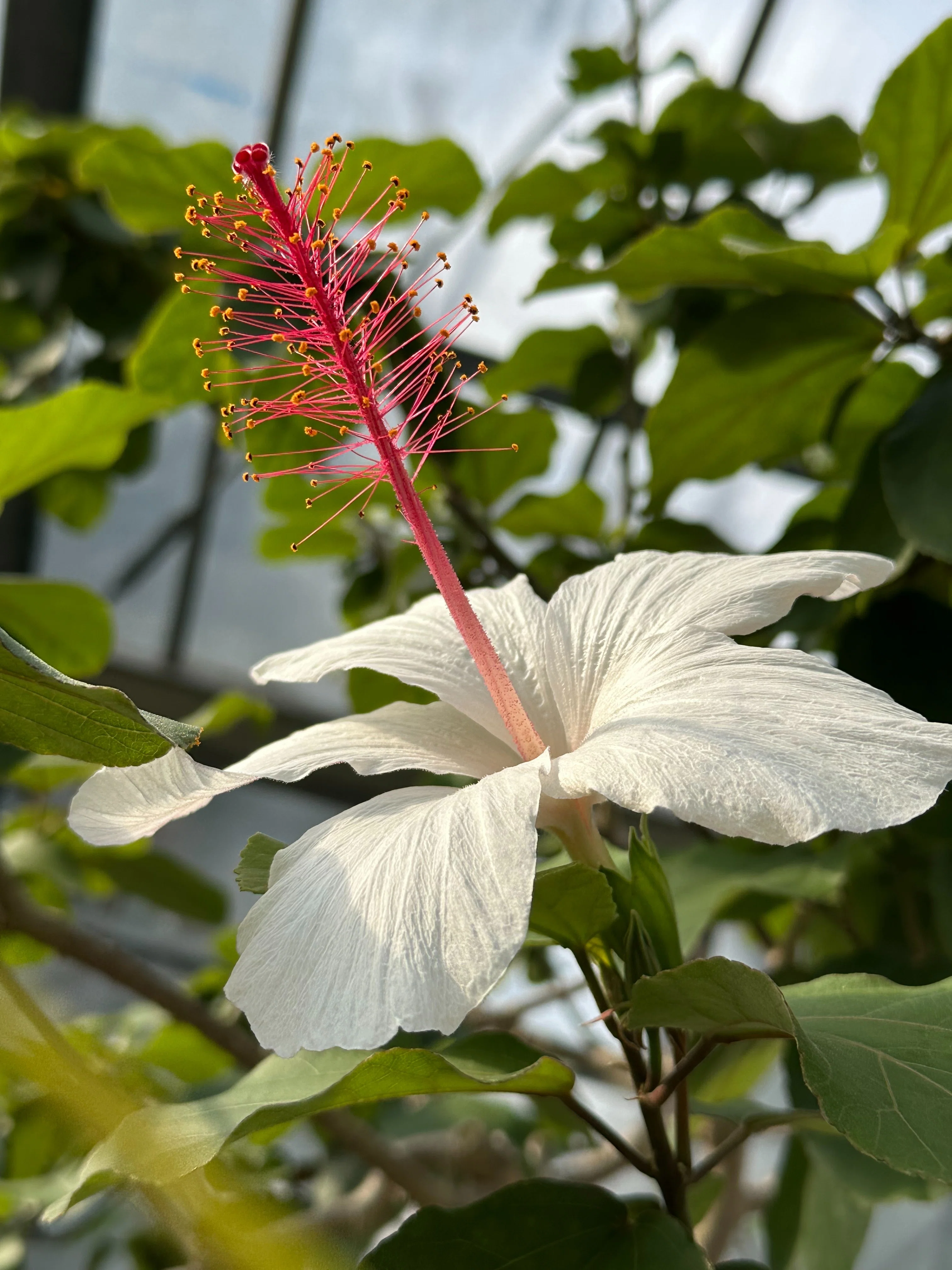 咲くやこの花館」で出会ったハイビスカスの原種系の仲間たち｜福ちゃん