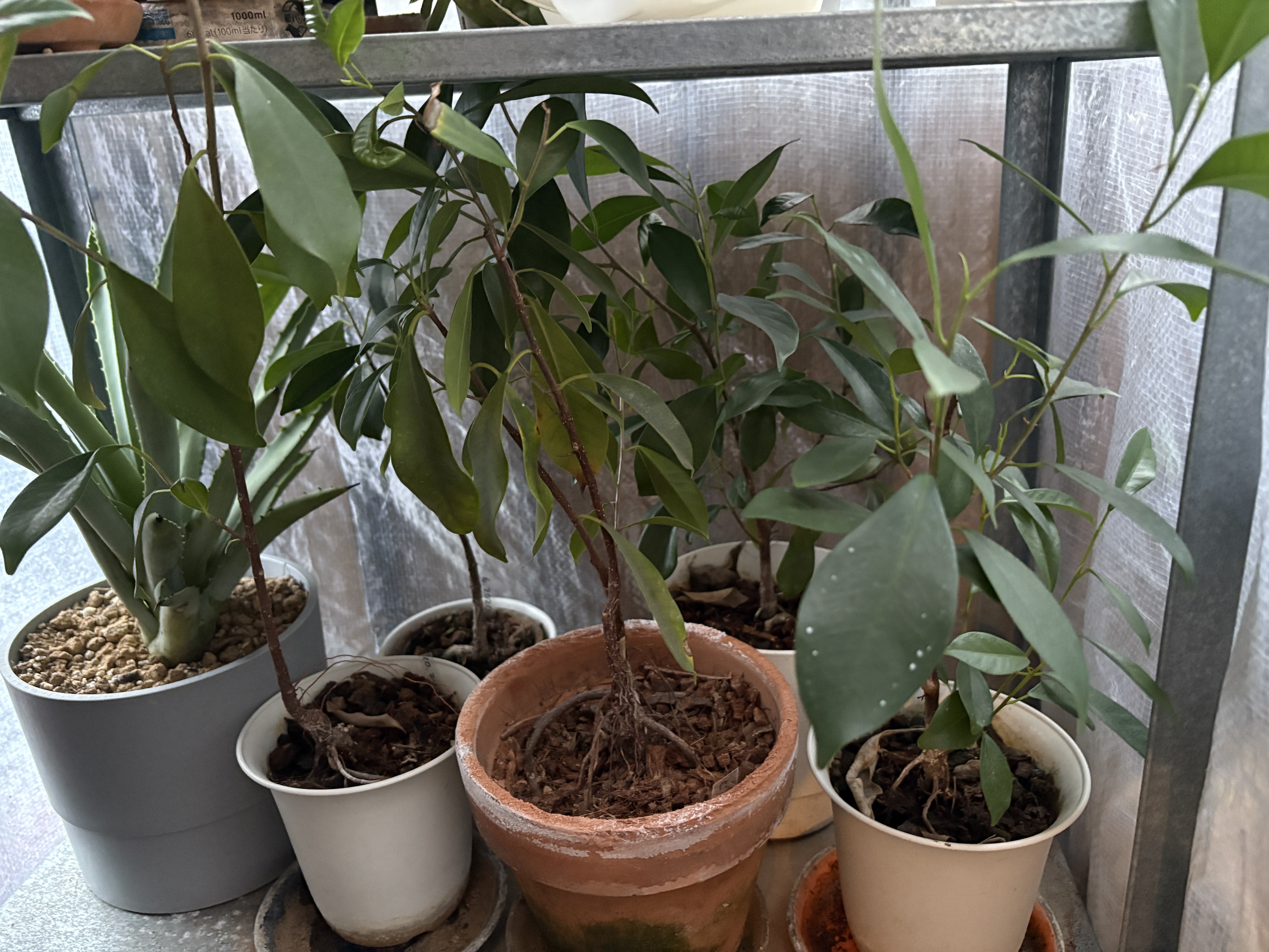 職場の植物-ガジュマル-(2025.1.11)｜NAKADA Shugo