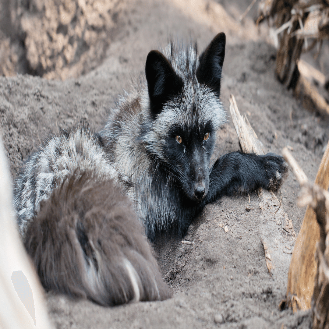 220】 黒狐と銀狐｜佐藤聡