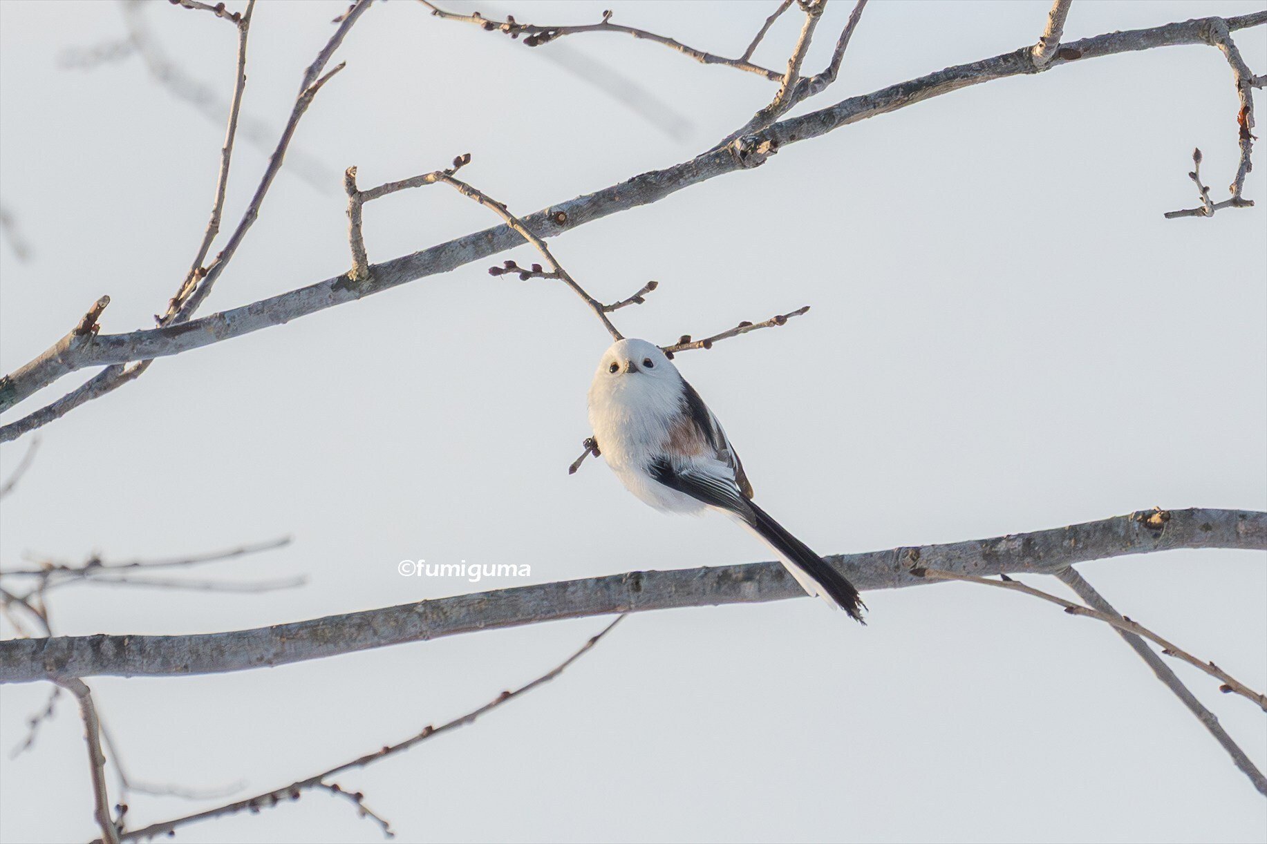 小鳥の可愛らしさに癒されて ①シマエナガ｜fumiguma