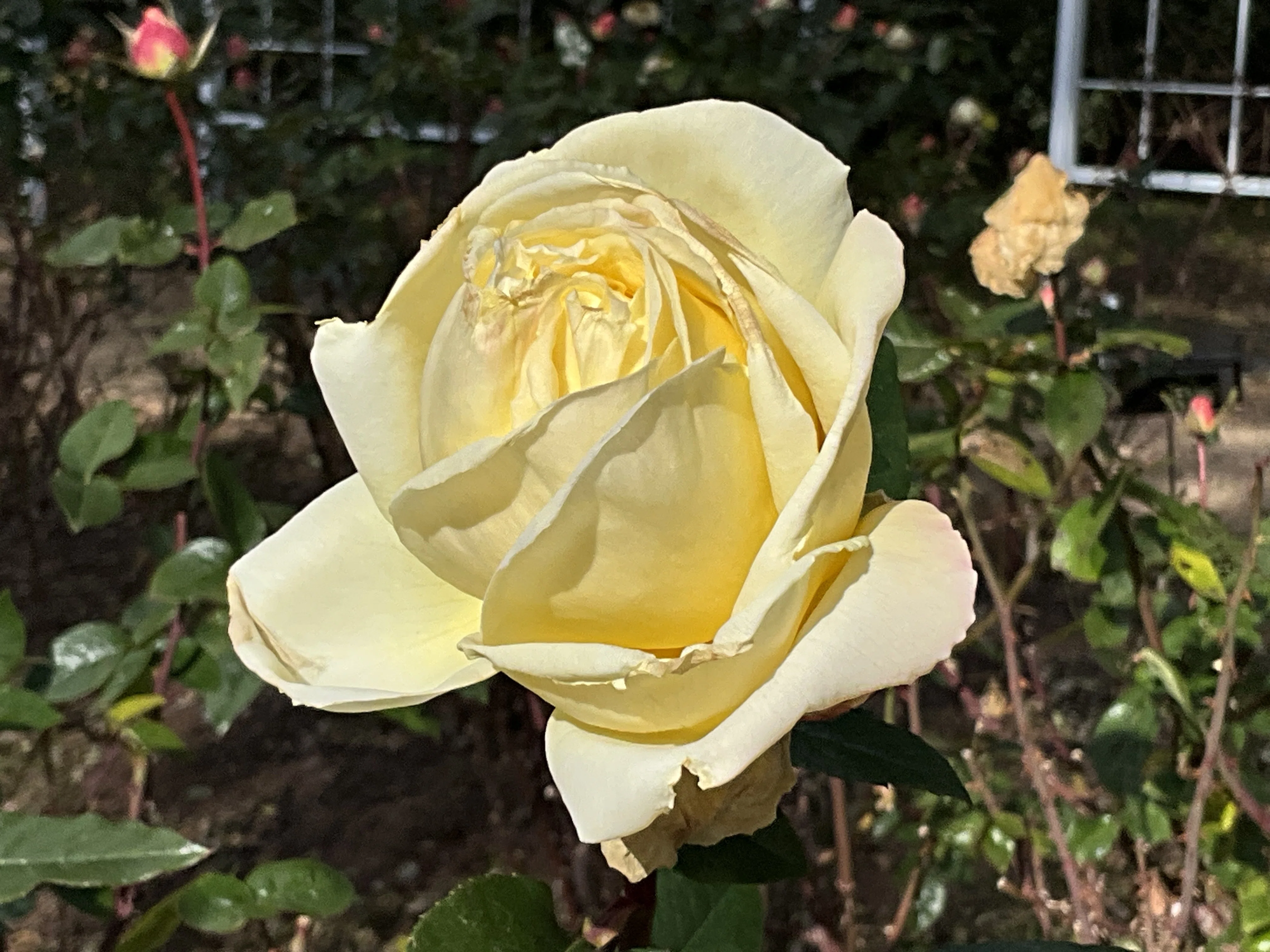 1月11日のピース（京都府立植物園ばら園）：2026年1月12日（月）｜藤井