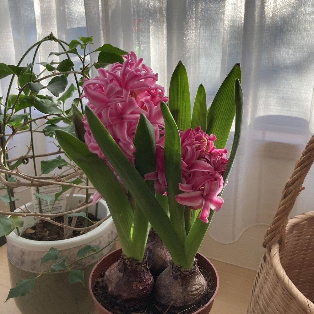 週刊『北欧家具hisagu』 Vol. 378｜北欧家具 hisagu