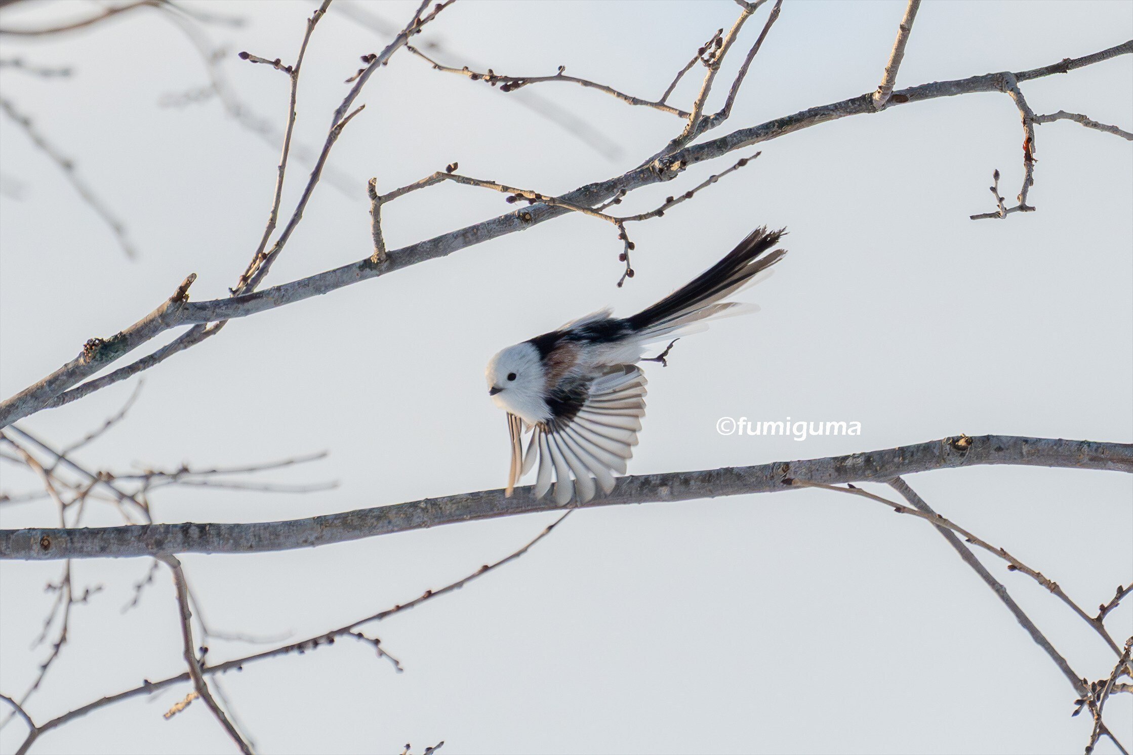 小鳥の可愛らしさに癒されて ①シマエナガ｜fumiguma