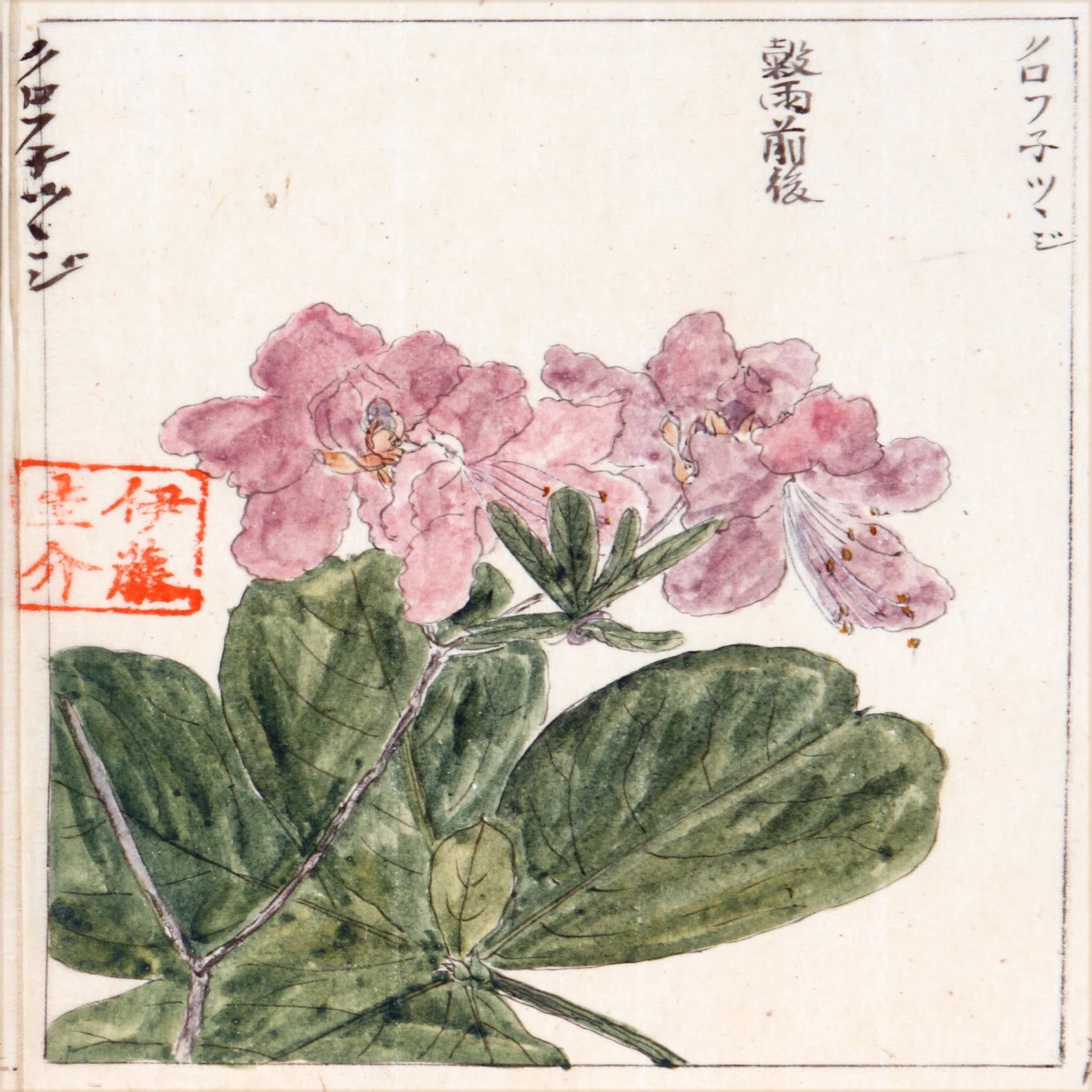 219．本草学から植物学へ 伊藤圭介のツツジ6 クロフネツツジとヨドガワ