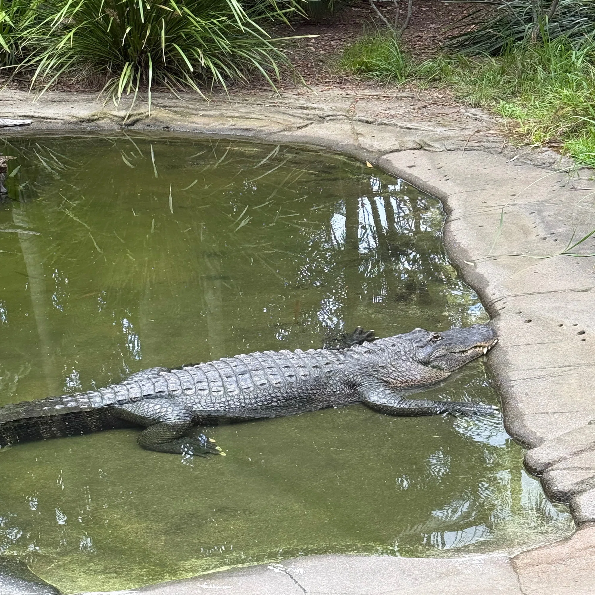 ブリスベン北部で出会う、本物のオーストラリアの動物園?｜Massy