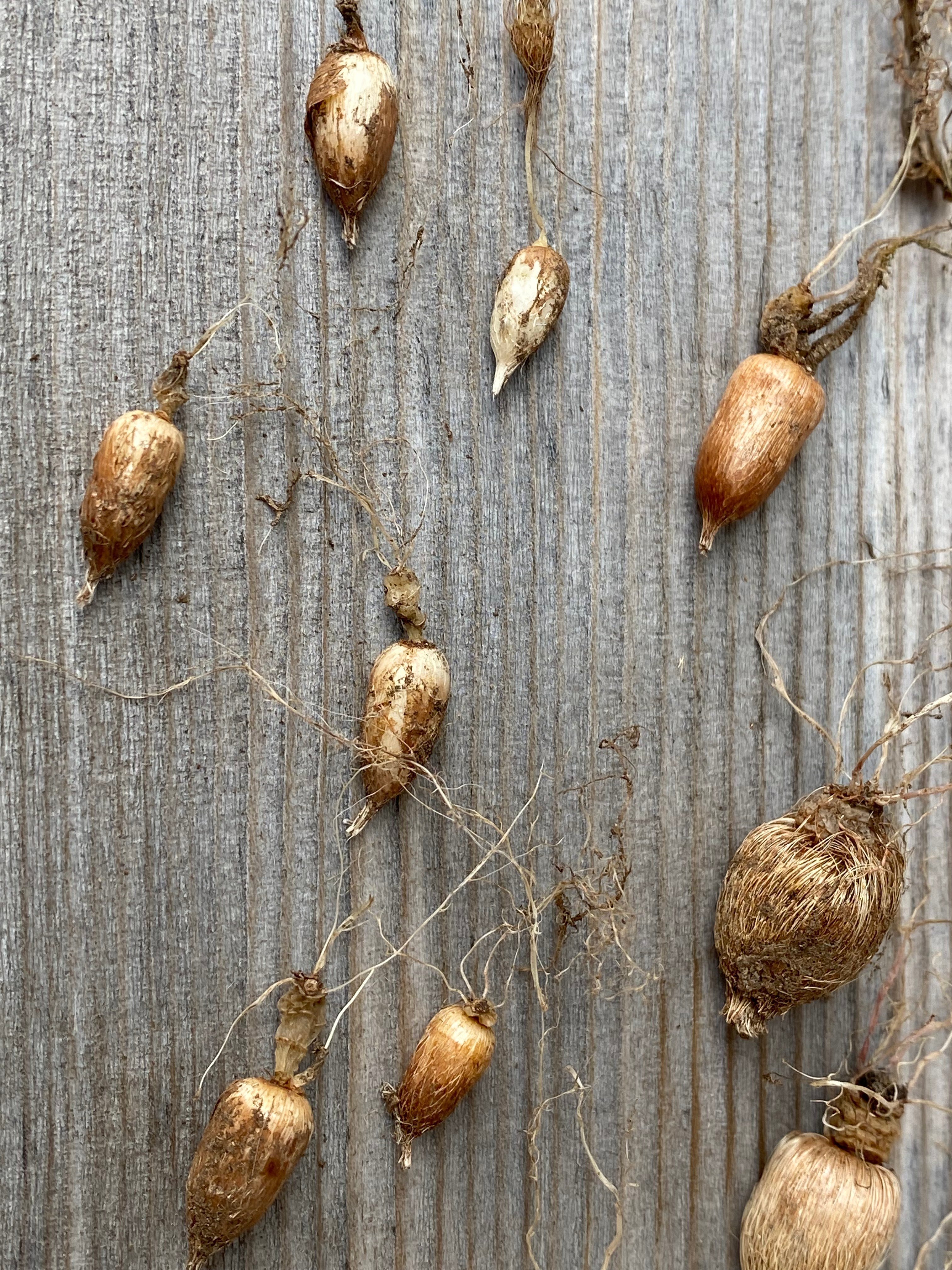 芽が出た🌱｜Tegeed Odoo