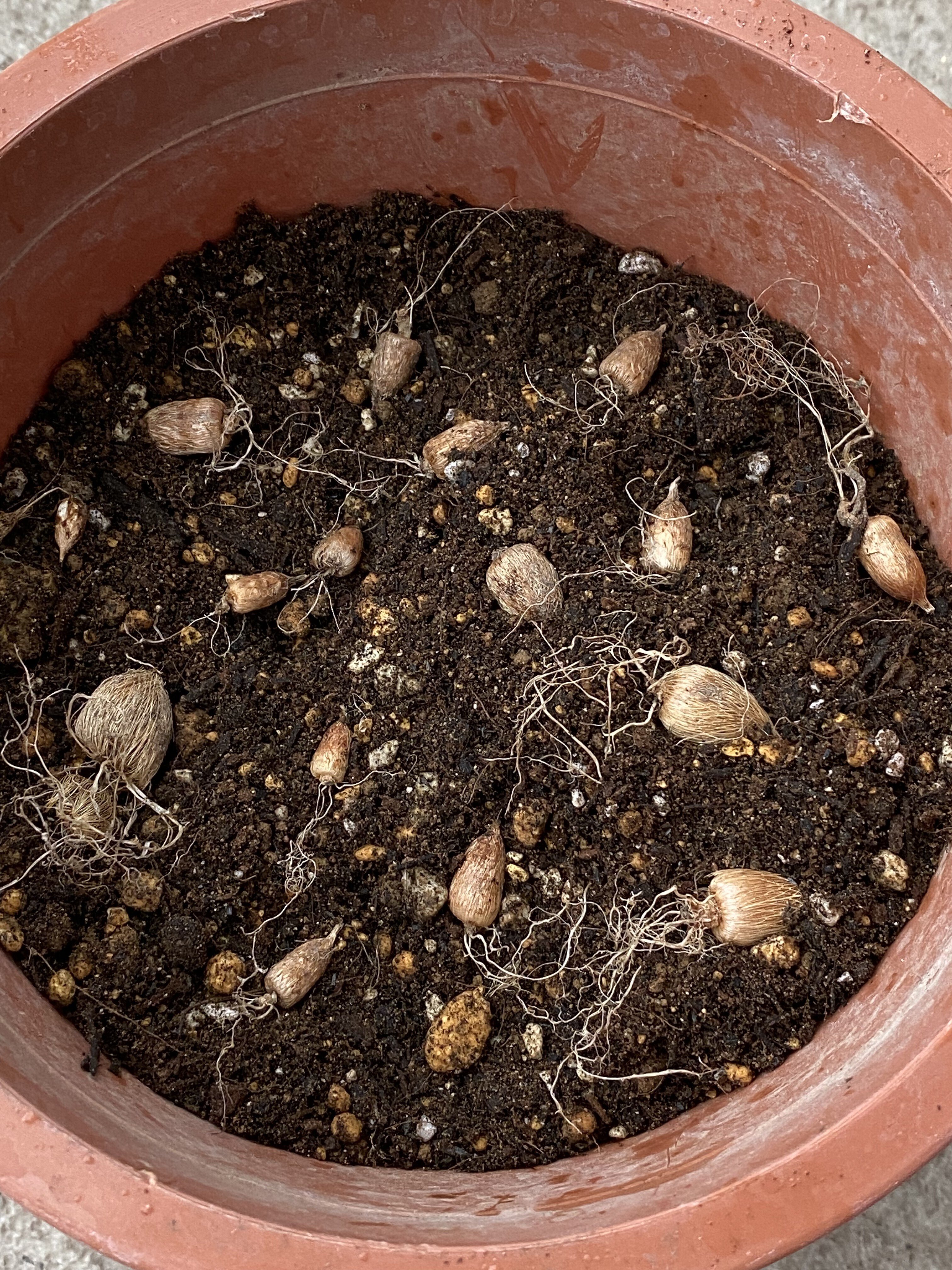 芽が出た🌱｜Tegeed Odoo