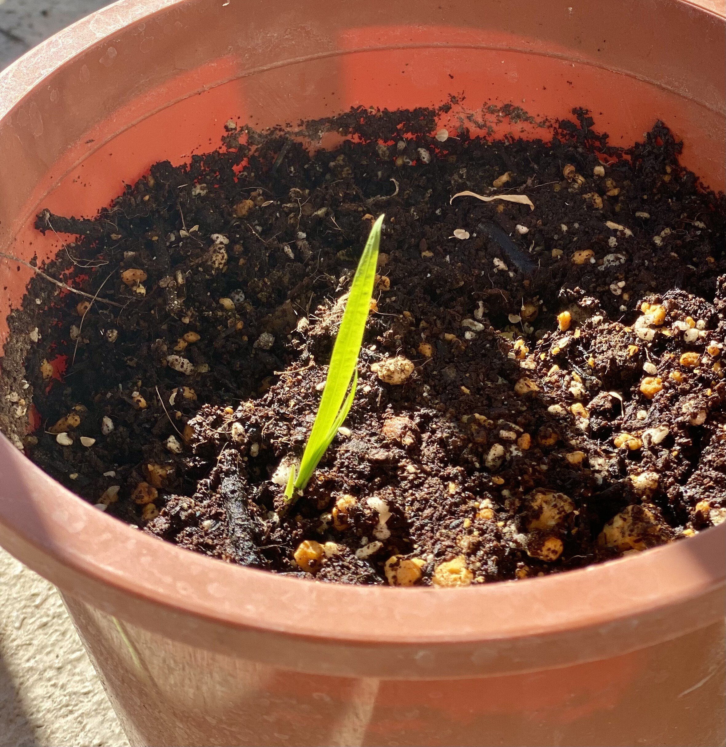 芽が出た🌱｜Tegeed Odoo