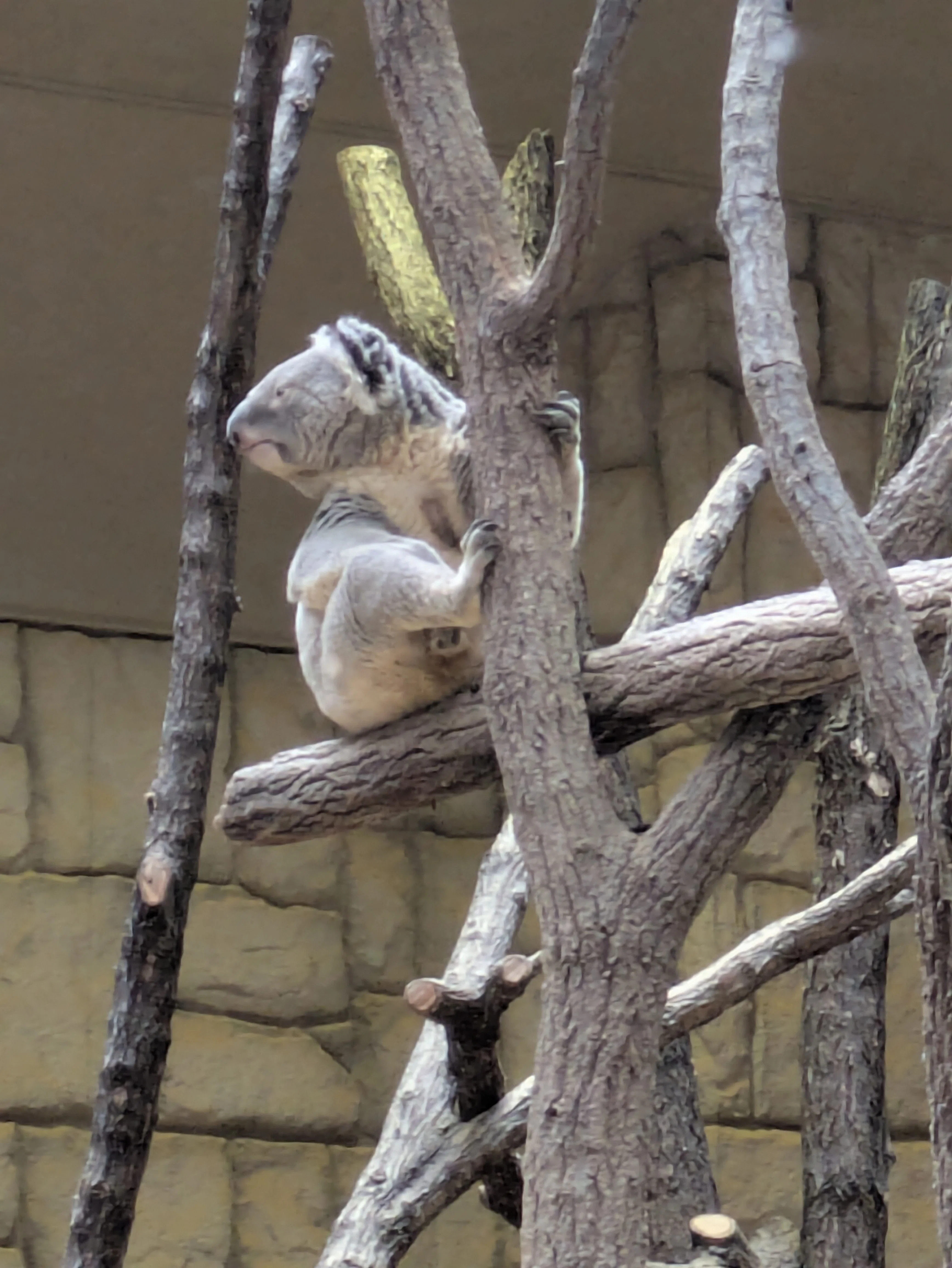 記念メダル】東山動植物園であつめる｜ATUPON