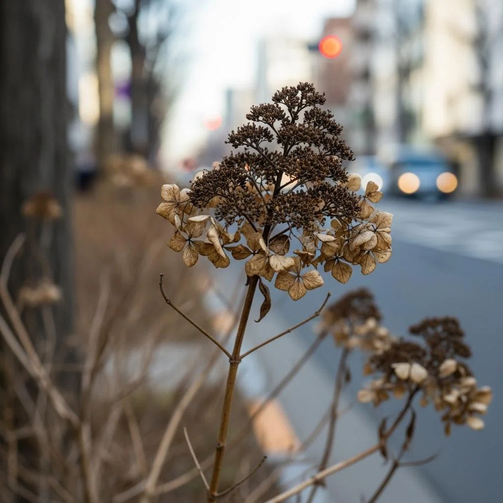 Hydrangea (Winter Dried Flower)｜高瀬浩之