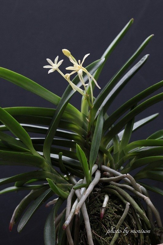 富貴蘭「黄花Ⅴ」の花)過去の画像倉庫から）｜KJ Morison