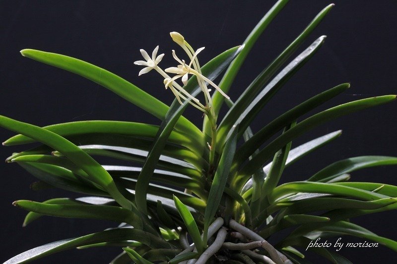 富貴蘭「黄花Ⅴ」の花)過去の画像倉庫から）｜KJ Morison