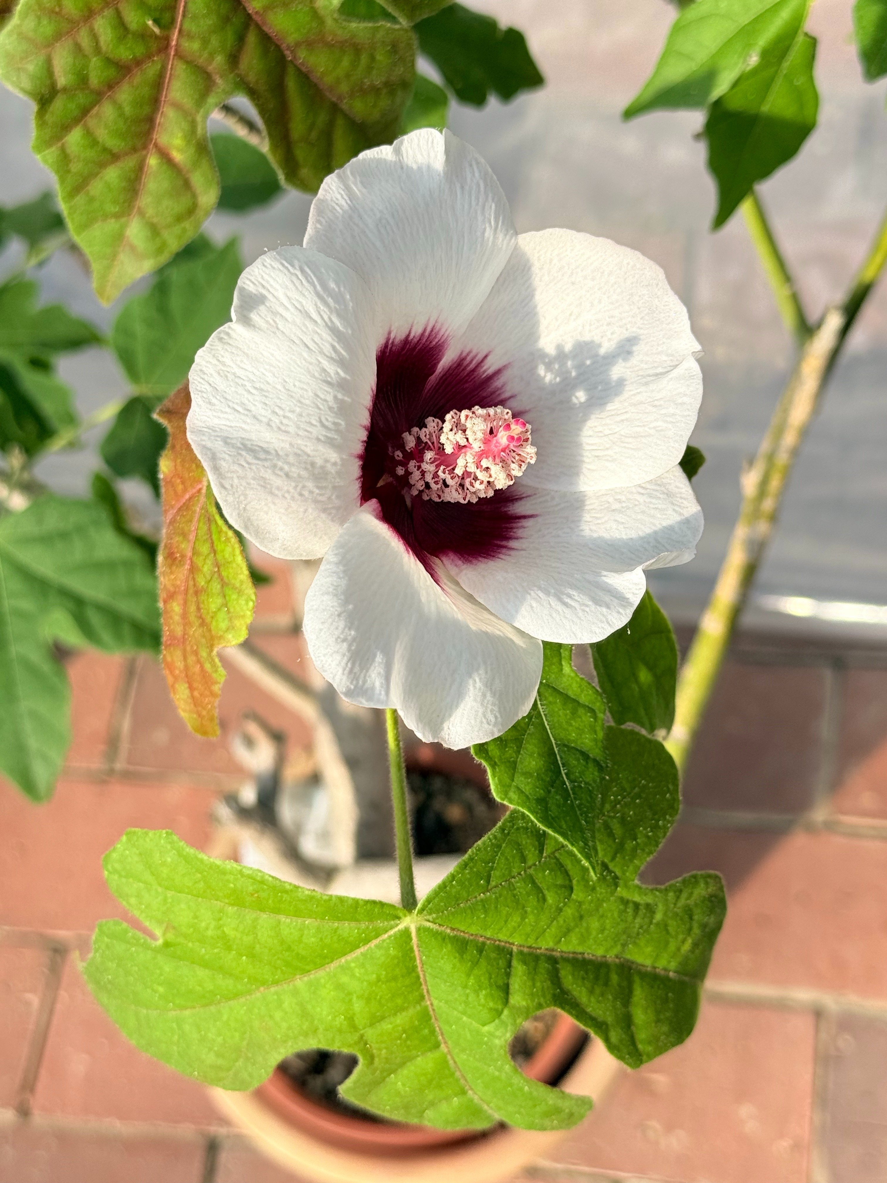 咲くやこの花館」で出会ったハイビスカスの原種系の仲間たち｜福ちゃん