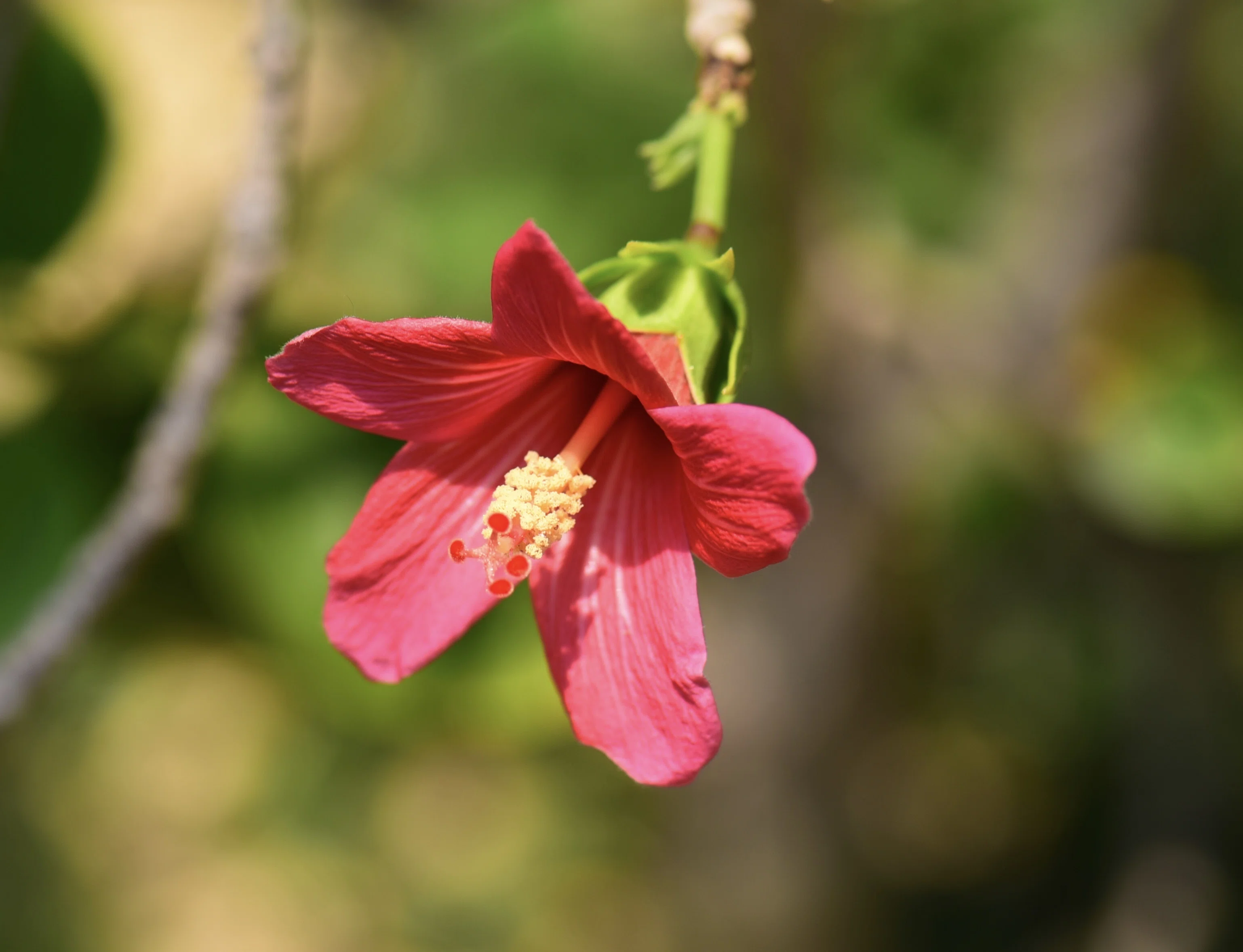 咲くやこの花館」で出会ったハイビスカスの原種系の仲間たち｜福ちゃん