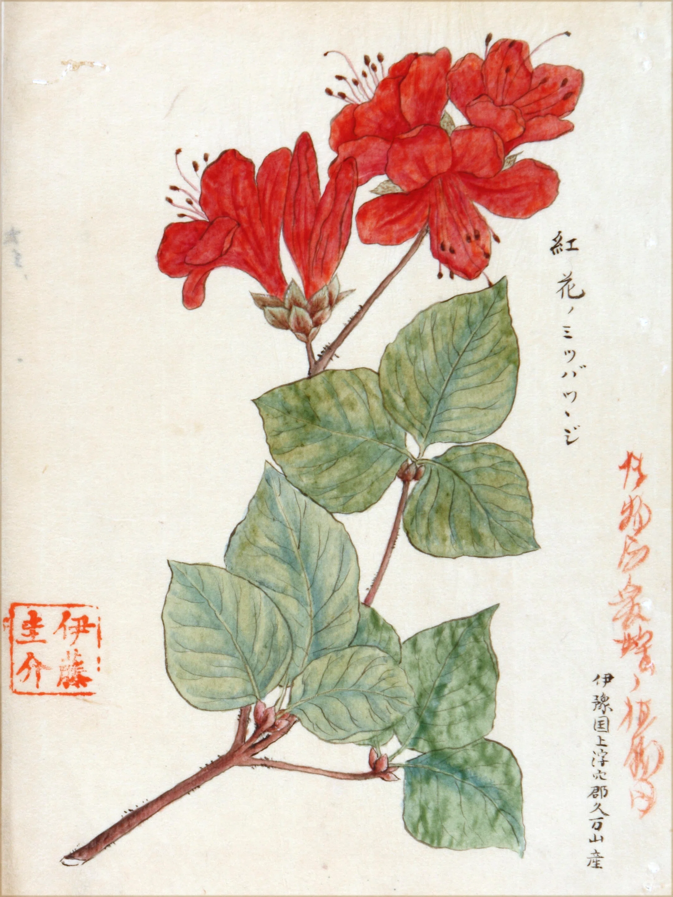 作者不詳/初夏花図/ツツジ/掛軸/名家伝来/K-357　J 222．本草学から植物学へ 伊藤圭介のツツジ9 ミツバツツジ｜sasayan