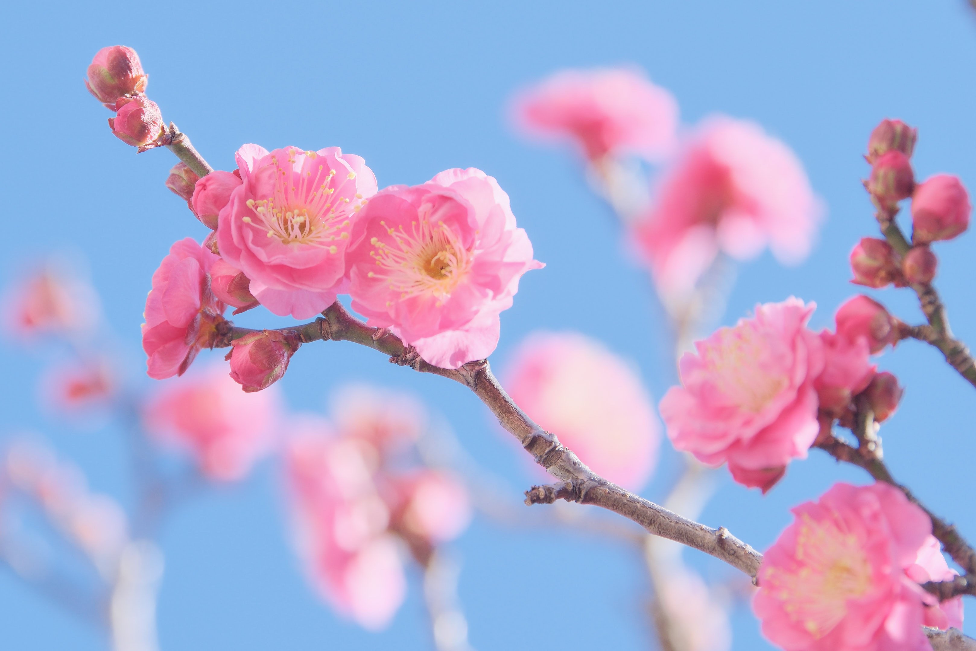 今日も梅を撮っています｜シェル