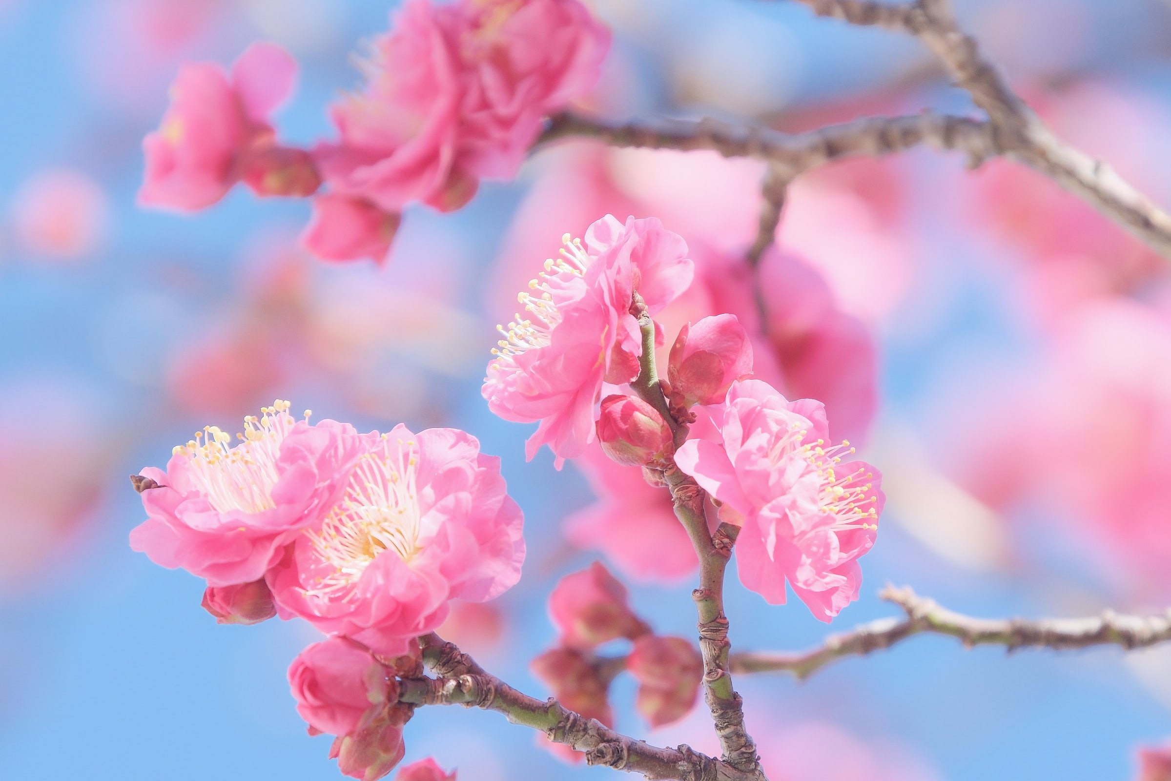 今日も梅を撮っています｜シェル