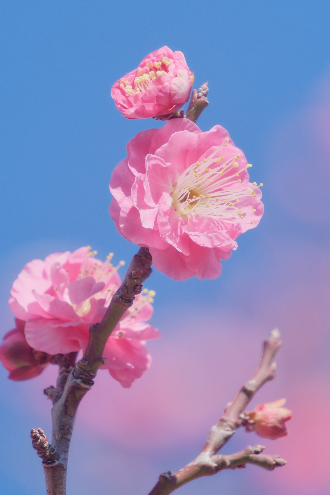 今日も梅を撮っています｜シェル