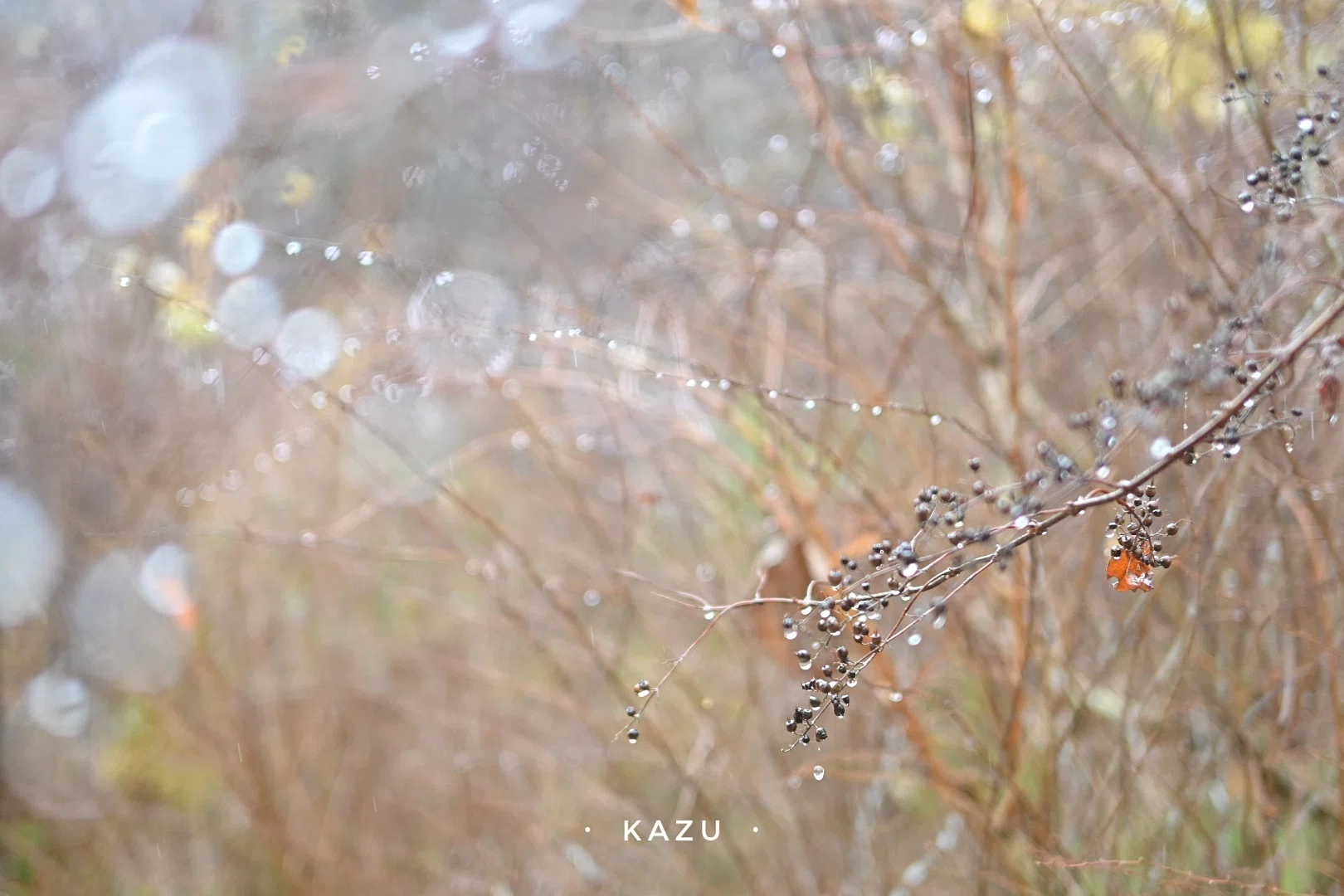 一滴の雨 せっかくの雨なので写真を撮ろう｜kazukame12