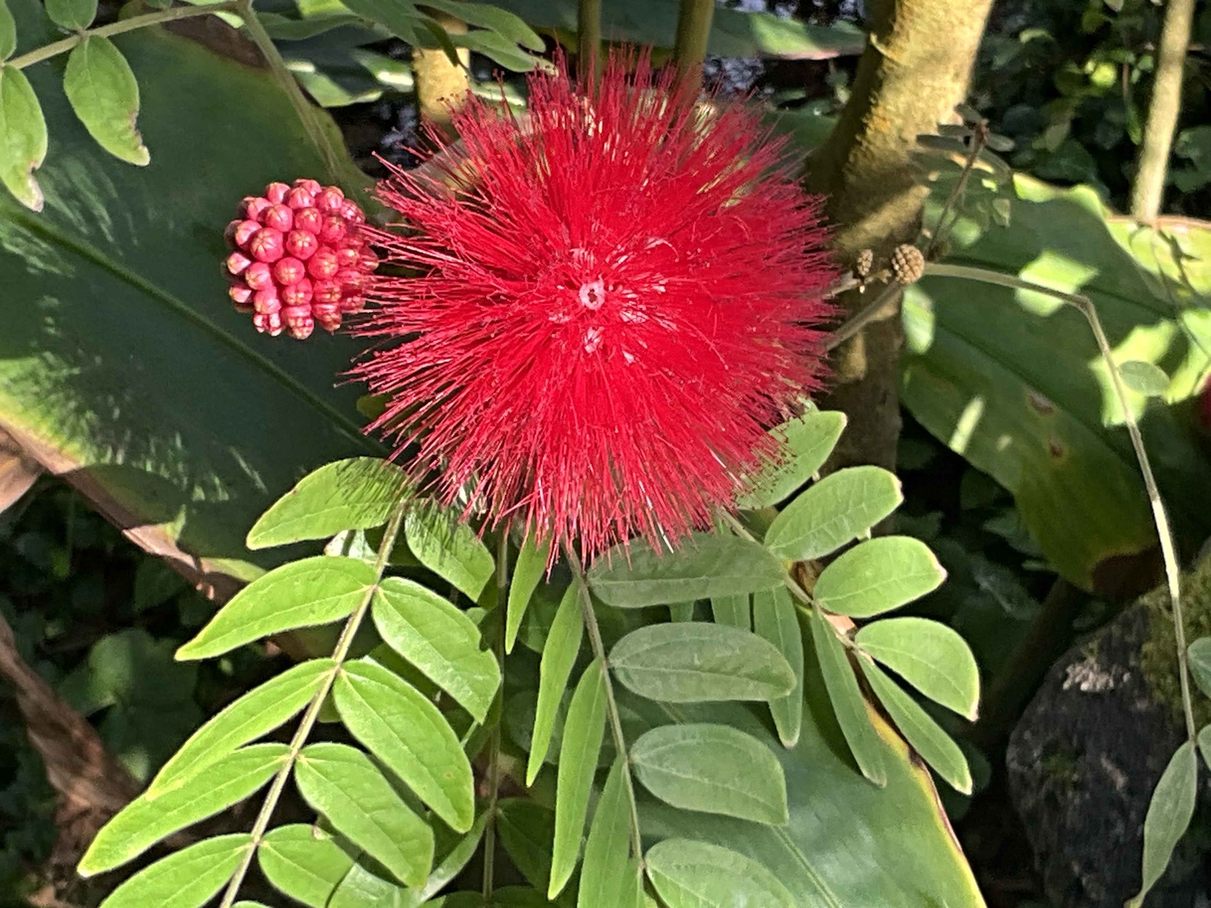 紅白のオオベニゴウカン（京都府立植物園）：2026年1月14日（水