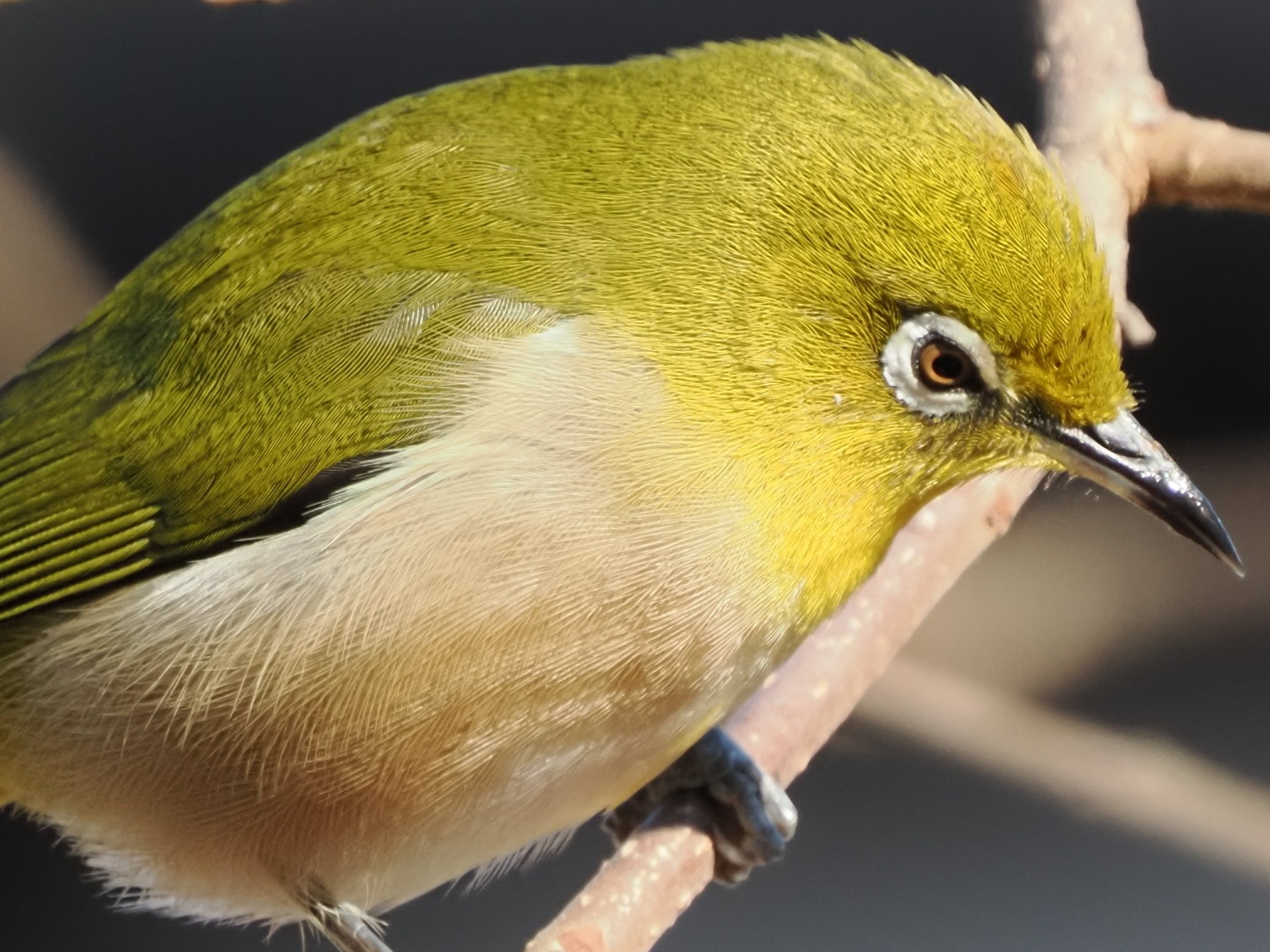 テレコンで実現する最強の手持ち超望遠システム【OM SYSTEM MC-14 実写