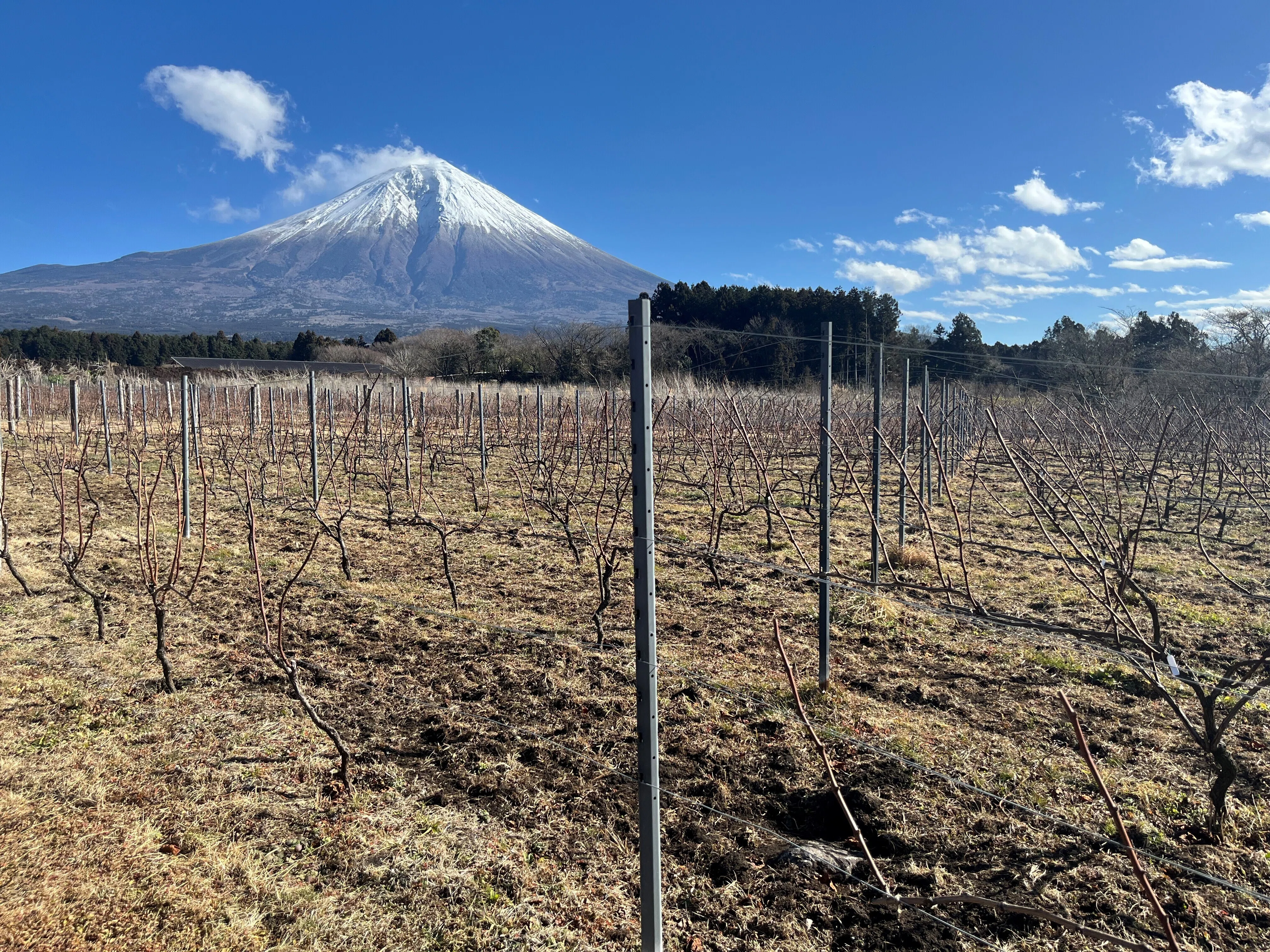 富士山ワイナリー