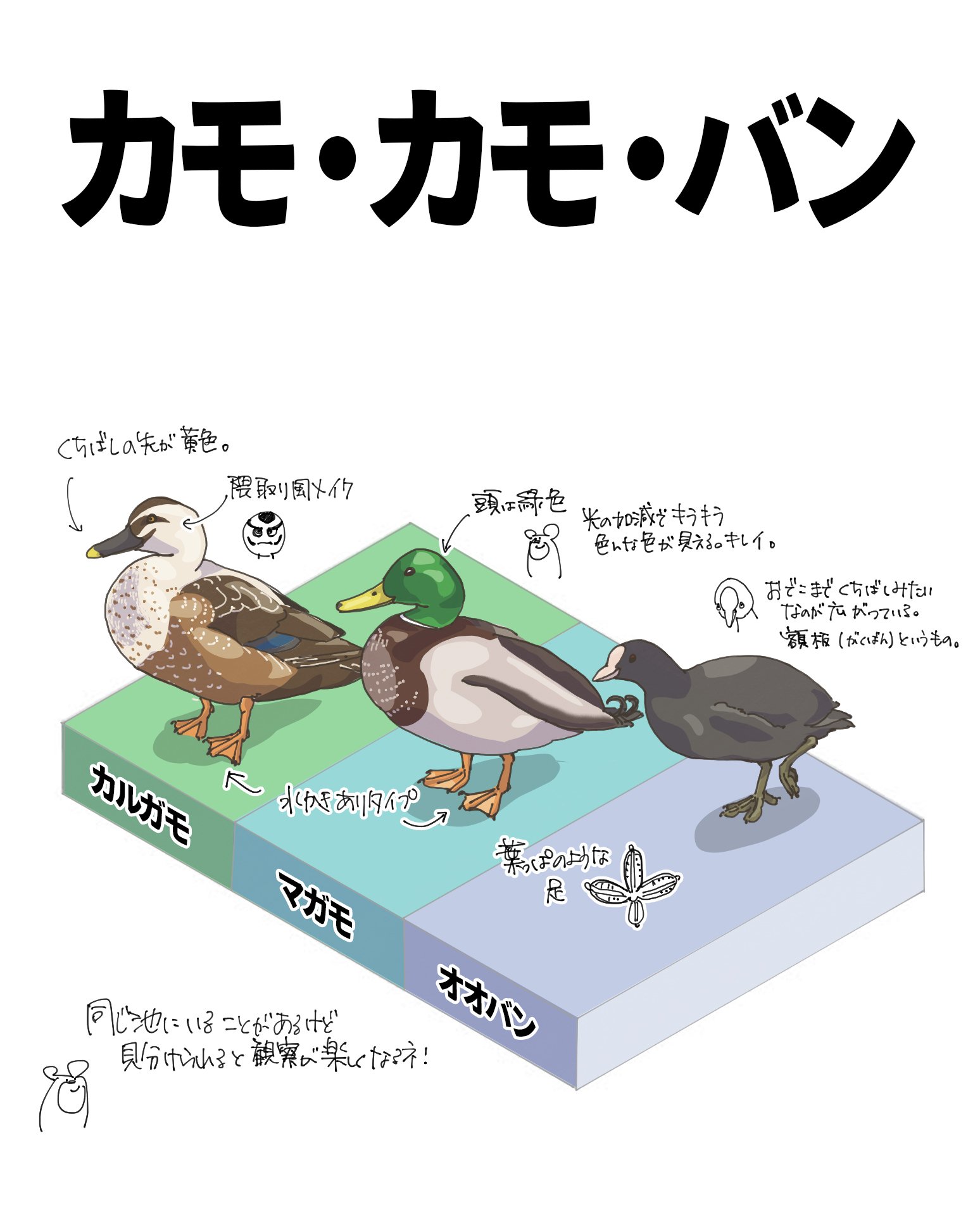 カモ、カモ、バン！｜くますけ｜自然ガイド・クリエイター