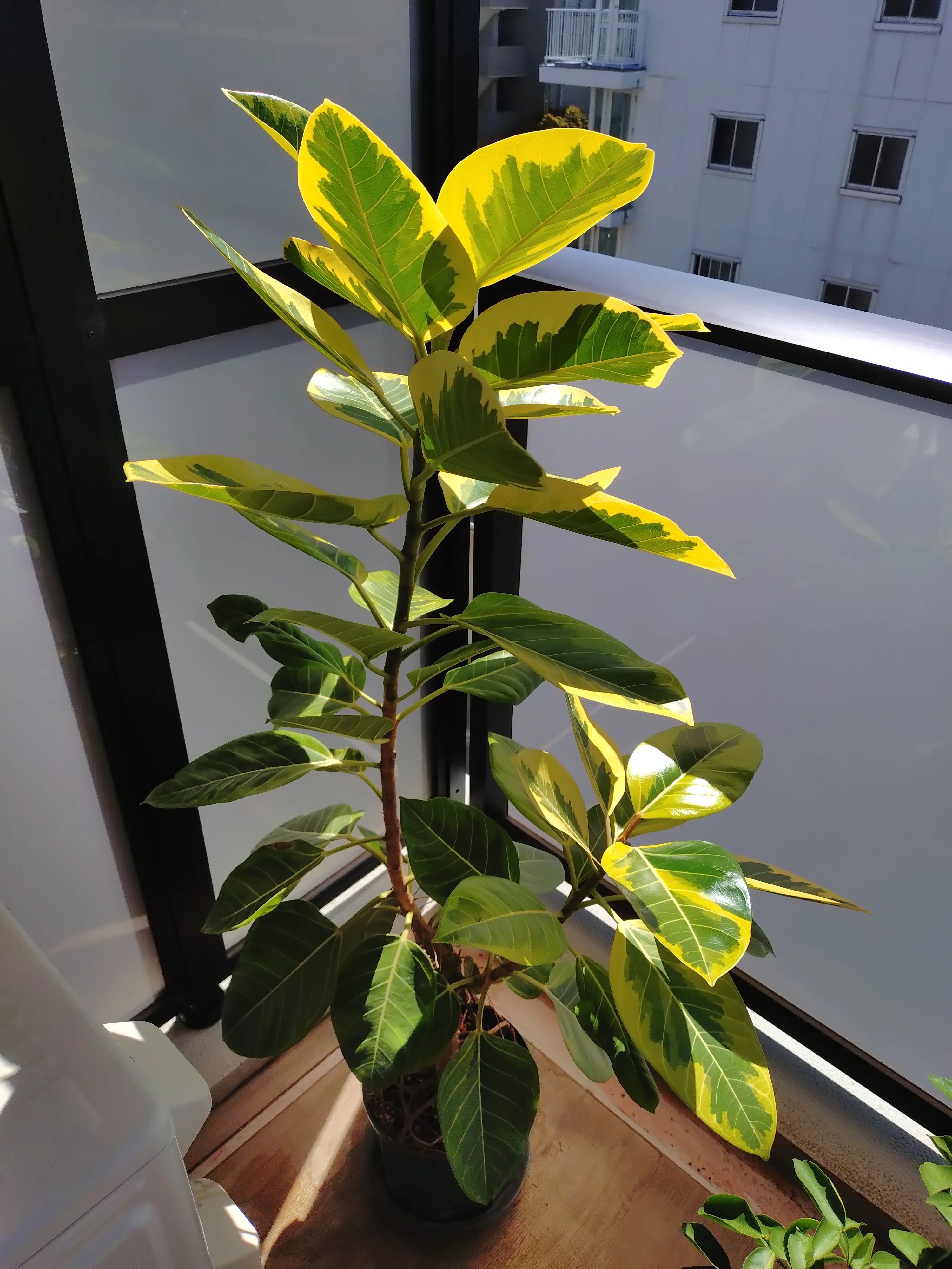 フィカス・アルテシマを夏の暑い日も冬の寒い日も屋外で管理してみた