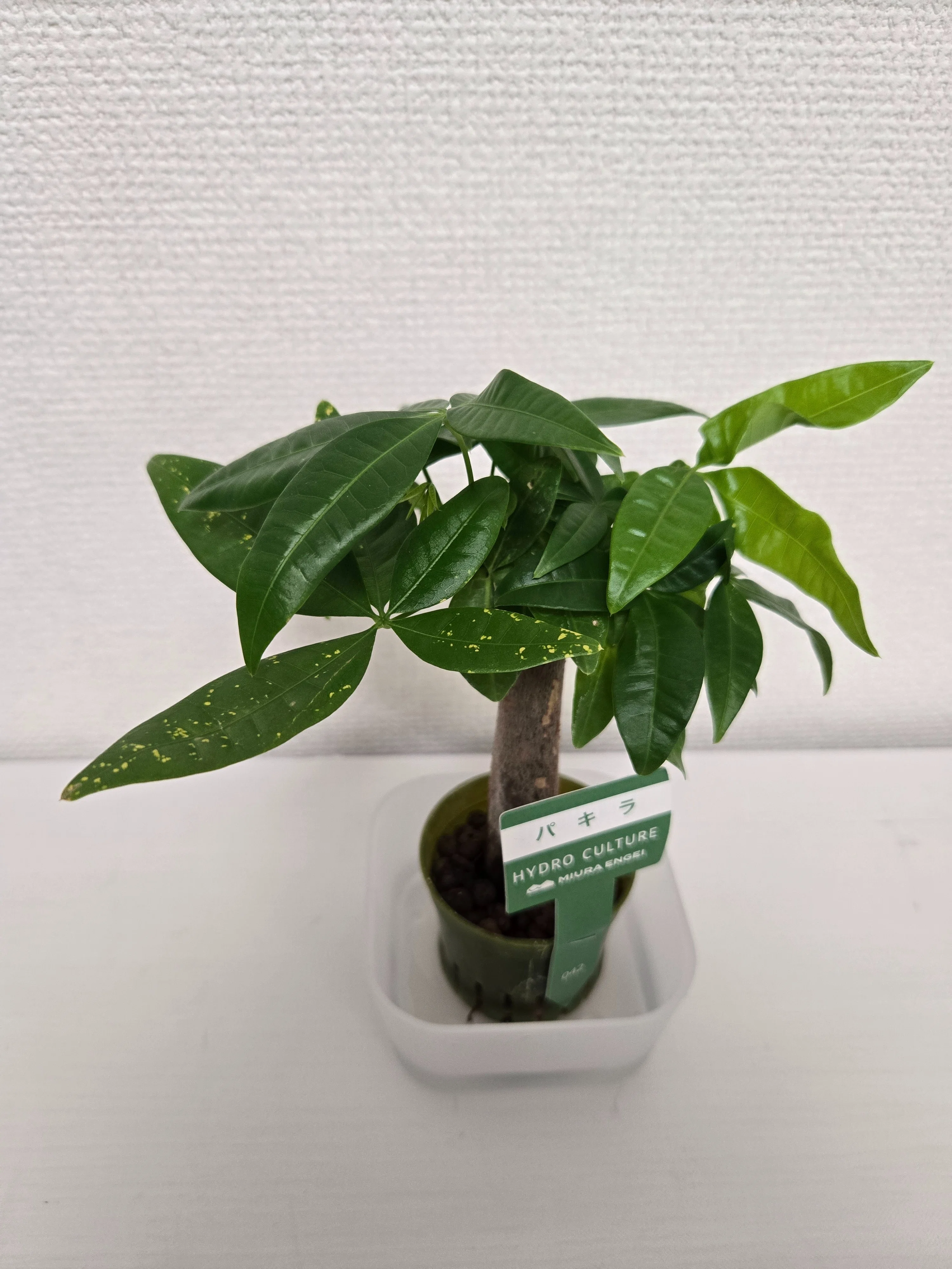 研究レポート】斑入り疑惑パキラの「切り戻し」と、レモンライムが見せ