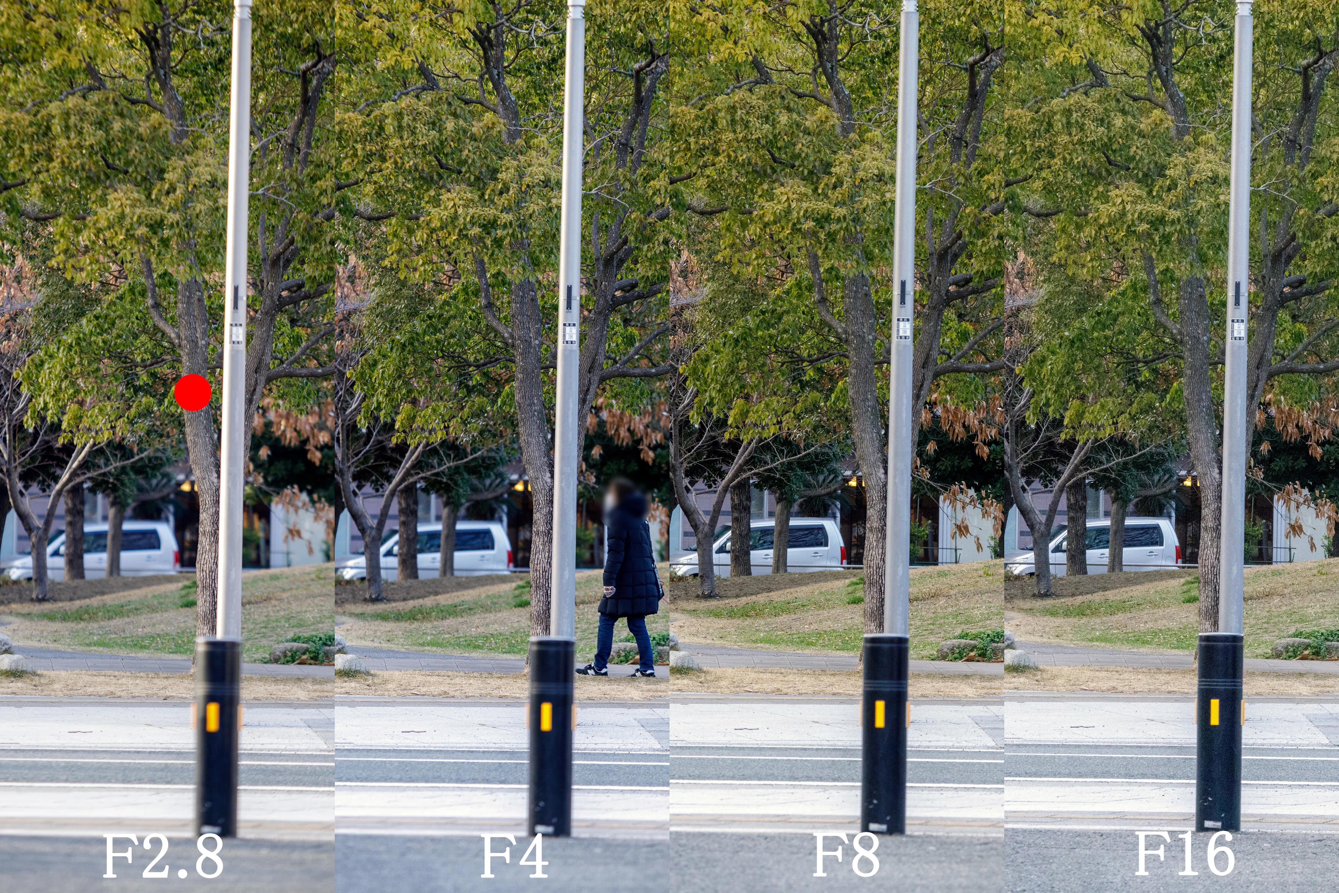 CANON EF80-200mm F2.8L｜Project Shamrock Photo Part