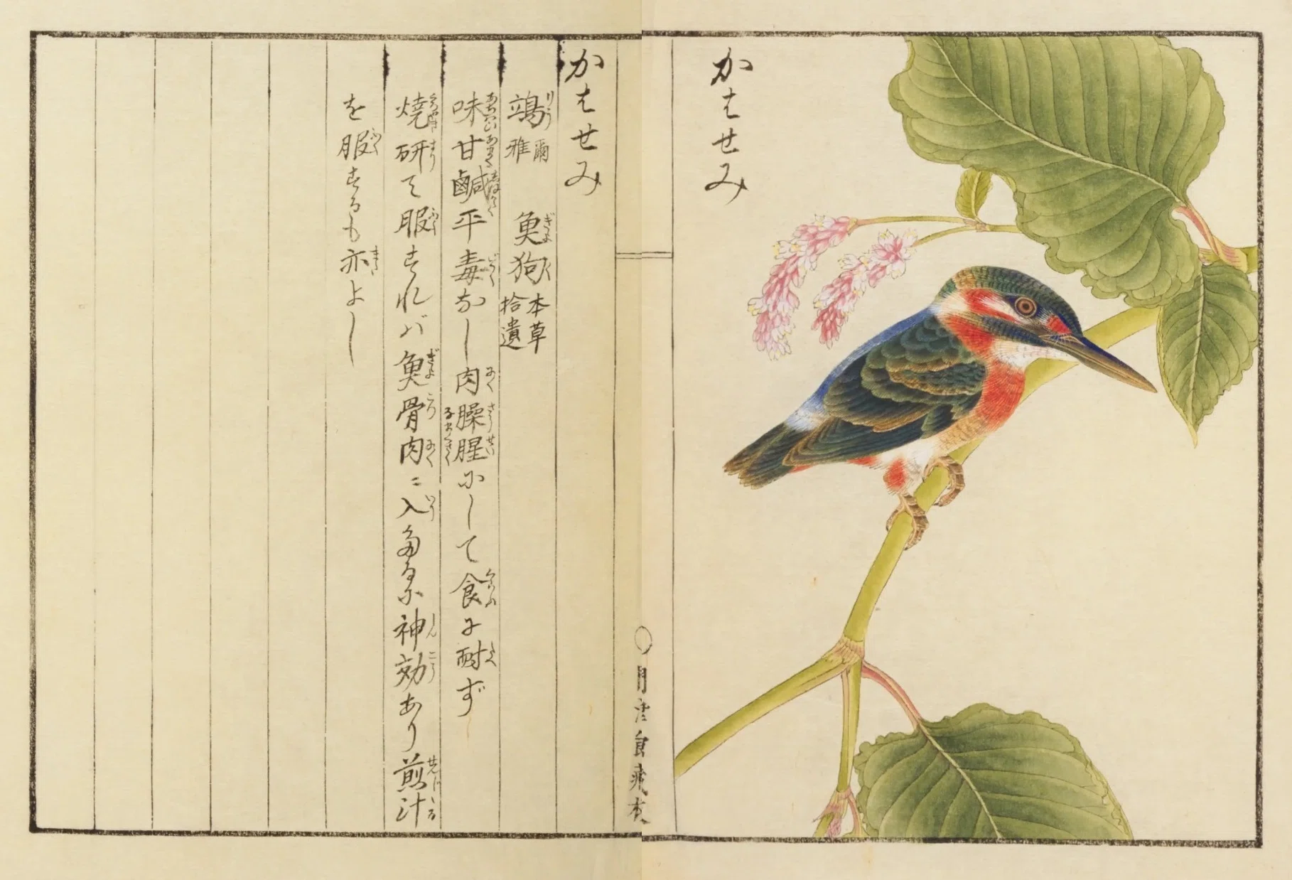 鳥図鑑】華鳥譜（19）かはせみ／すゝめ／かさゝぎ｜mominaina