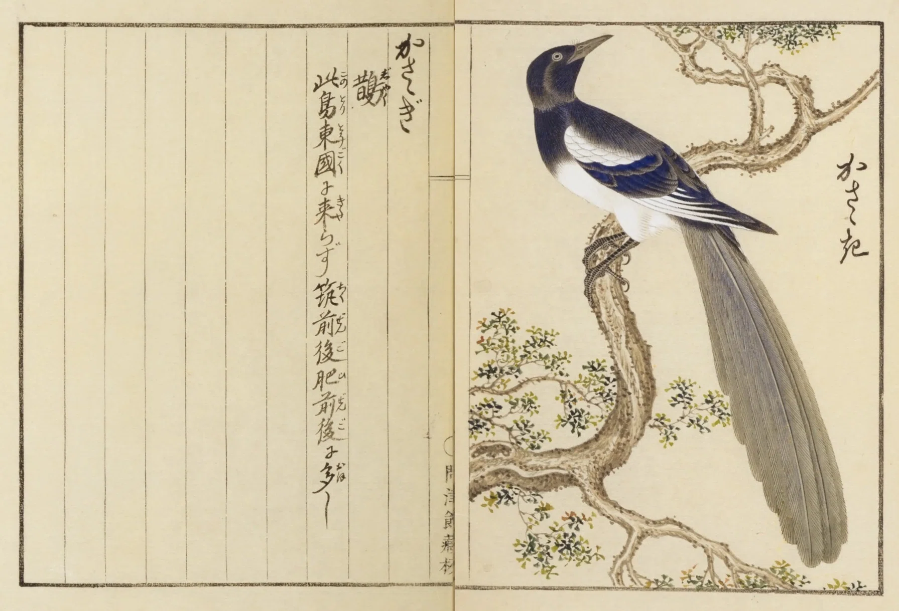 鳥図鑑】華鳥譜（19）かはせみ／すゝめ／かさゝぎ｜mominaina